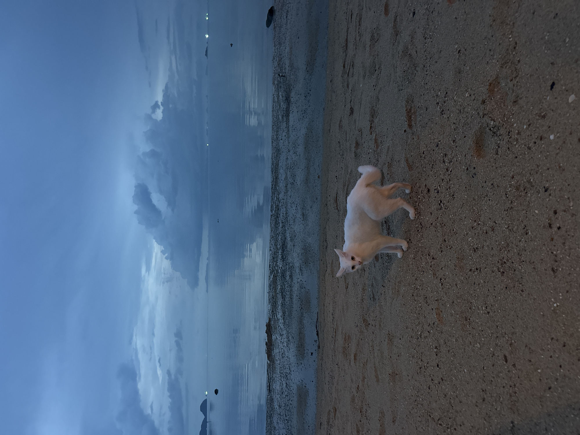 A wide shot taken at dusk depicts a sandy beach with a white dog in the foreground, and the ocean and overcast sky in the background. The beach is textured and grainy. The dog, situated in the right-hand side of the frame, is light-colored with its front paws slightly raised. Beyond the beach, a body of water reflects the cloudy sky. The water is still, with distant lights visible. The sky is overcast, exhibiting a range of blue and gray hues. The scene is Baan Sri Thanu, Thailand.