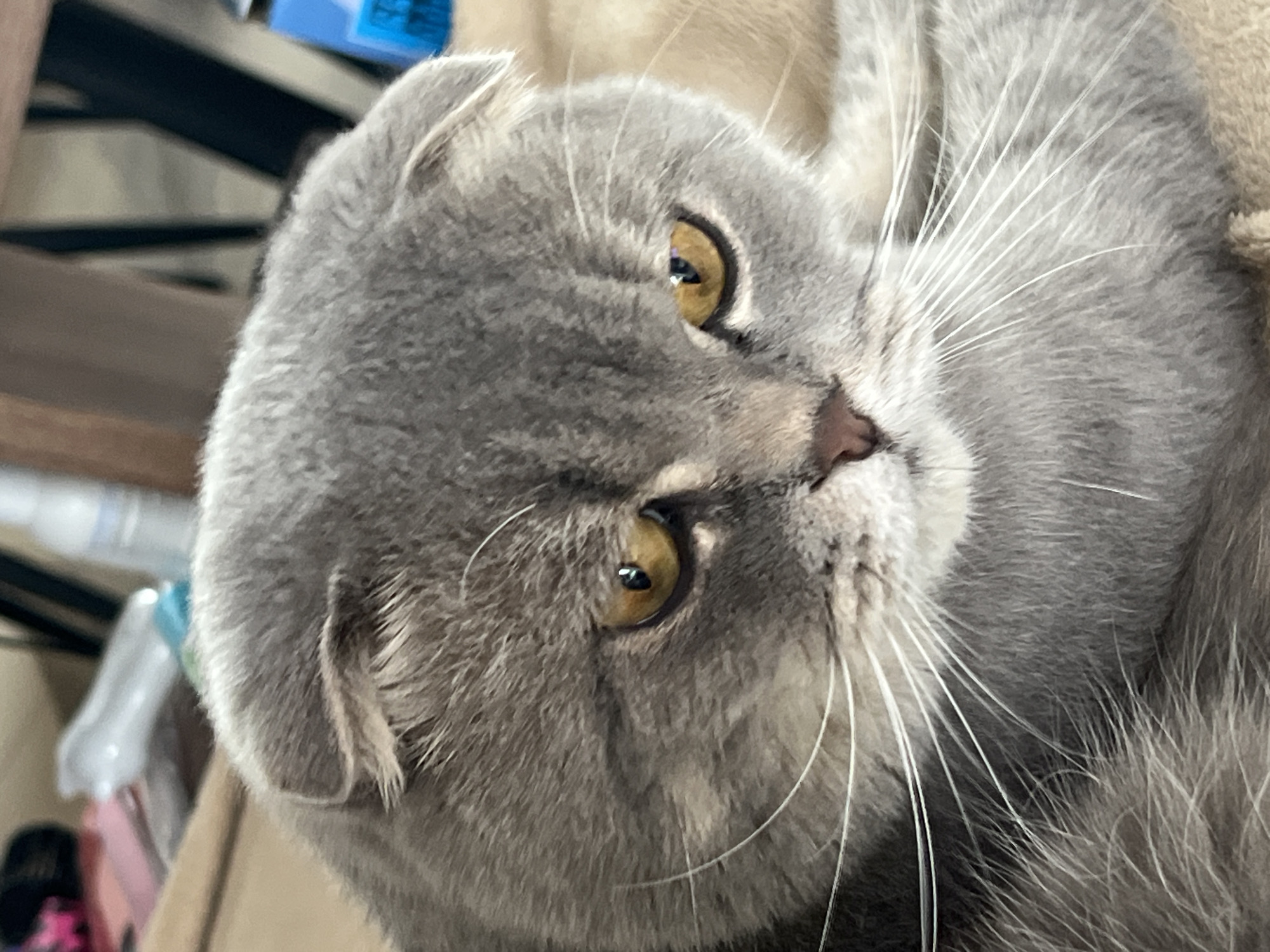 A close-up shot focuses on the face of a Scottish Fold cat, positioned in Votkinsk, Russia. The cat, with its characteristic folded ears and grey fur, is looking downwards with its amber eyes. The background is blurred, suggesting an indoor setting, possibly a home, with hints of furniture and other objects. The lighting appears to be natural or artificial room lighting, casting soft shadows on the cat's features. The image captures the cat's whiskers, the texture of its fur, and the subtle details of its facial expression.