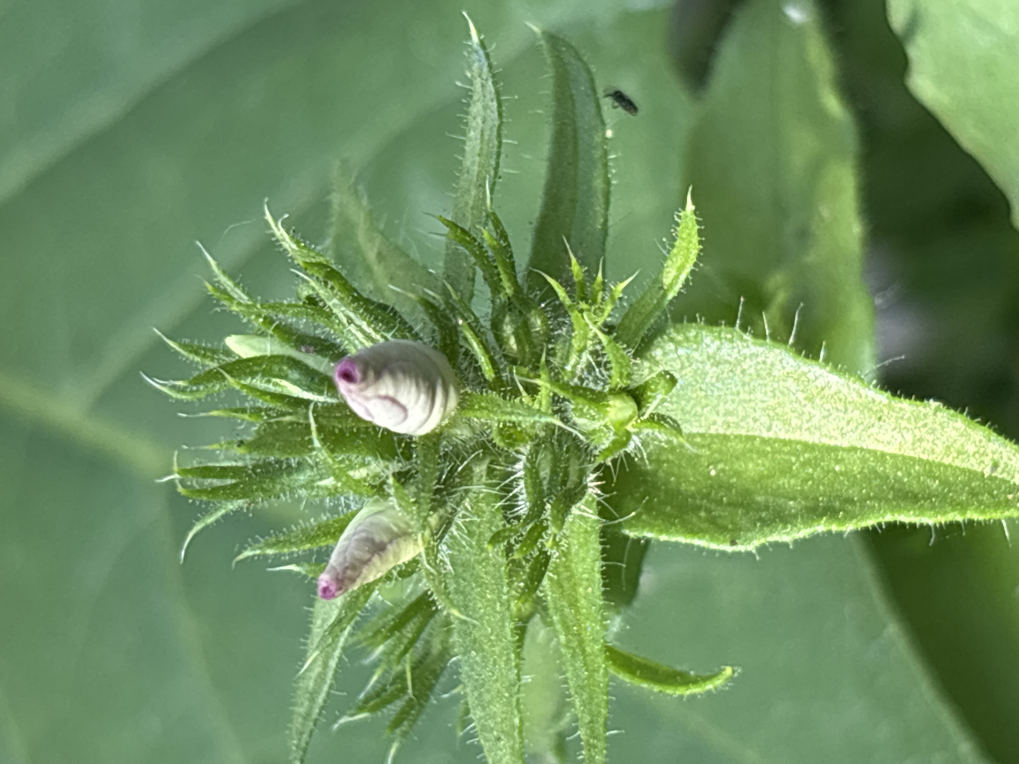 In a close-up, outdoor shot, the fuzzy green bud of a plant with two small, pale pink flower buds is in focus. The plant has many thin, spiky green leaves and bracts. A tiny black insect is visible on a leaf in the right side of the frame. The background is a soft blur of green foliage, typical of a garden or natural environment in Январцев ауылдық округі, Kazakhstan. The lighting suggests it is daytime, possibly morning or afternoon.