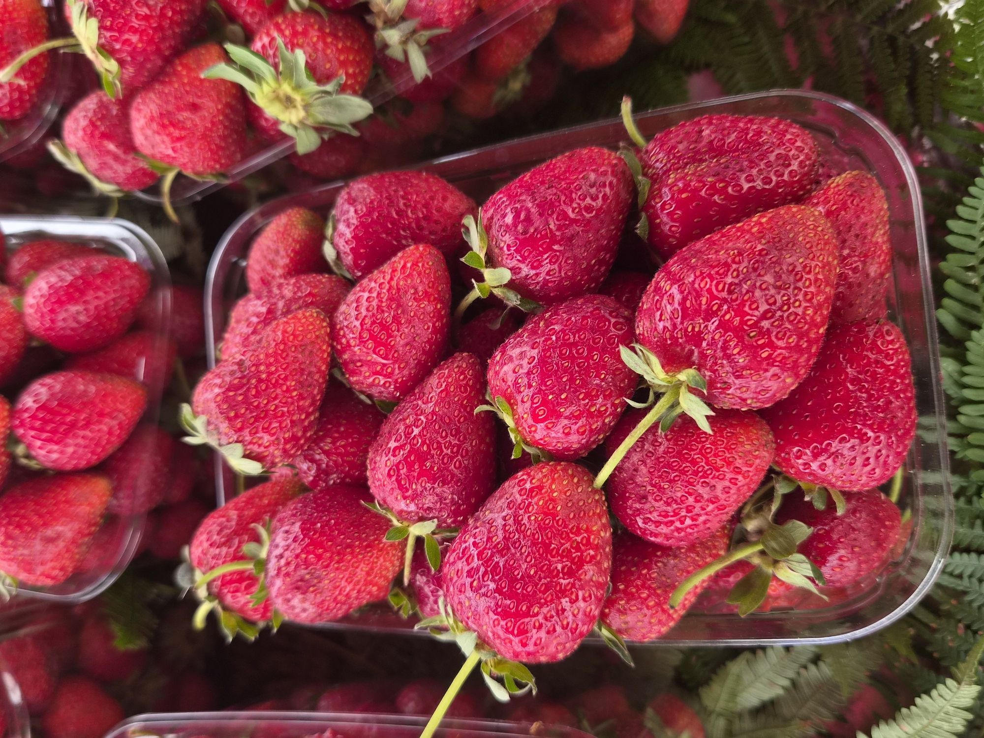 A close-up, high-angle shot displays multiple plastic containers overflowing with ripe strawberries. The strawberries are a vibrant red, with visible seeds and green stems. They are packed tightly together, some appearing larger and plumper than others. The clear plastic containers are transparent, allowing the viewer to see the depth and quantity of the fruit within. In the background, other containers of strawberries are visible, creating a market-like setting. The overall impression is one of freshness and abundance. The image is devoid of any human presence and does not depict any specific identifiable location within Maltepe, Turkey.