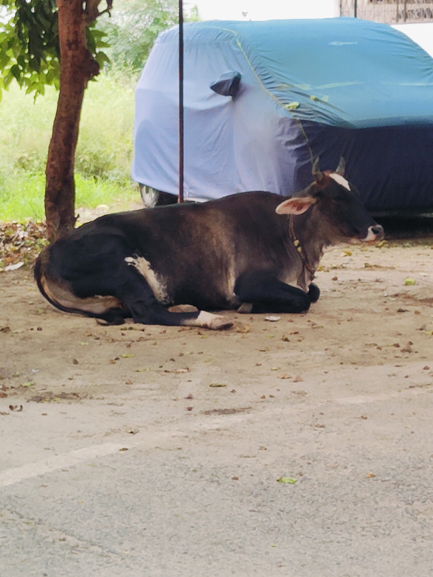 A cow is lying on the ground next to a road. The cow is dark brown and black with some white markings on its face and legs. It is wearing a yellow collar. Behind the cow, a blue car is parked and covered with a light blue car cover. A tree with green leaves is to the left of the cow. The ground is dirt and gravel, and there is some dry grass and leaves scattered around. The scene appears to be in a rural or semi-rural area.