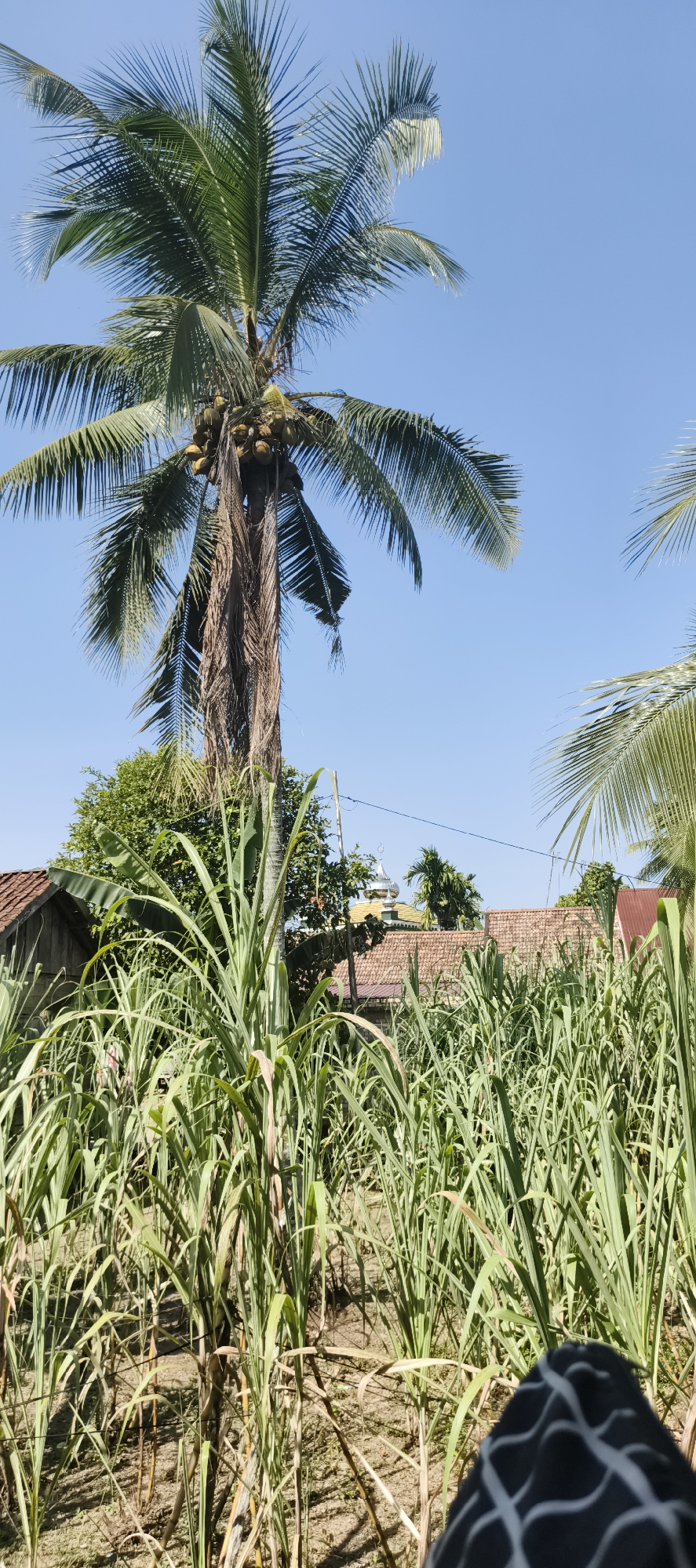 This is a medium shot, eye-level, outdoor, vertical, full-color photograph of a rural scene in Muaro Jambi, Indonesia. The foreground is dominated by tall green plants, possibly sugarcane, with dry stalks interspersed. In the mid-ground, there are several houses with red tile roofs, one with a wooden facade. Behind the houses, a large coconut tree with many coconuts stands prominently against a clear blue sky. A silver-domed building, likely a mosque, is visible between the houses. The background consists of more greenery and houses, receding into the distance. The lighting suggests a sunny day. A person's knee, covered in a patterned fabric, is visible in the bottom right corner of the frame.