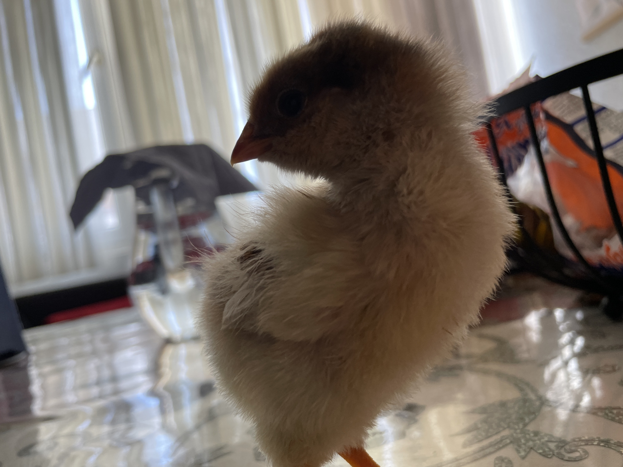 An adorable young chick is the central subject of this close-up, eye-level indoor shot, captured in Zlatograd, Bulgaria. The chick, covered in soft, light brown and tan down feathers, stands on a patterned surface, possibly a tablecloth or placemat, featuring intricate grey or silver scrollwork designs. Its head is turned to the left, revealing a dark, inquisitive eye and a small, reddish-orange beak. The top of its head and some markings on its back are a slightly darker shade of brown. A glimpse of its orange-yellow leg is visible at the bottom of the frame.
The background is softly blurred, indicating a shallow depth of field. A brightly lit window with white vertical curtains or blinds is visible behind the chick, serving as the main light source and creating a backlit effect. To the left, a dark fabric or garment is draped over an indistinct object, possibly a chair or another piece of furniture. On the right, parts of a black metal structure, possibly a cage or shelving unit, are visible, along with glimpses of orange and light-colored objects behind it. The indoor setting appears to be a room, likely a home, during daytime given the natural light. There is no discernible activity other than the chick standing and looking, and no visible text in the image.