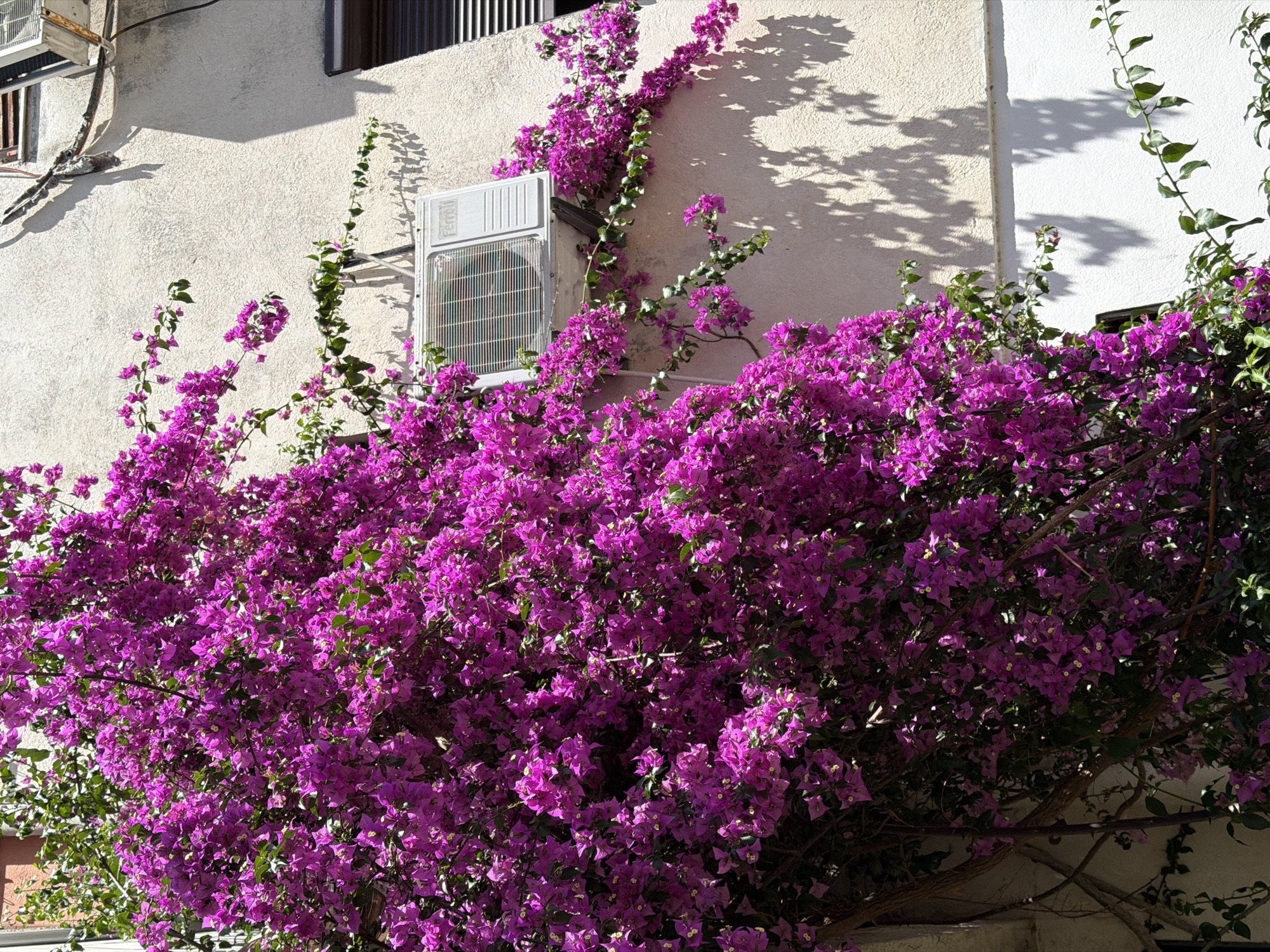 A densely blooming bougainvillea plant, laden with vibrant magenta-purple bracts and green foliage, heavily covers the left side of a light-colored, textured stucco building wall in Budva, Montenegro. On the wall, a white Ferroli-branded air conditioning unit is mounted, partially obscured by the plant. Above it, an older, smaller air conditioning unit or vent and remnants of deteriorated external fixtures are visible. To the far right, a brown window shutter is rolled down. Strong sunlight from the upper right casts distinct, complex shadows of the bougainvillea's leaves and branches across the wall, especially on the lower right portion. No individuals or animals are present in the frame.