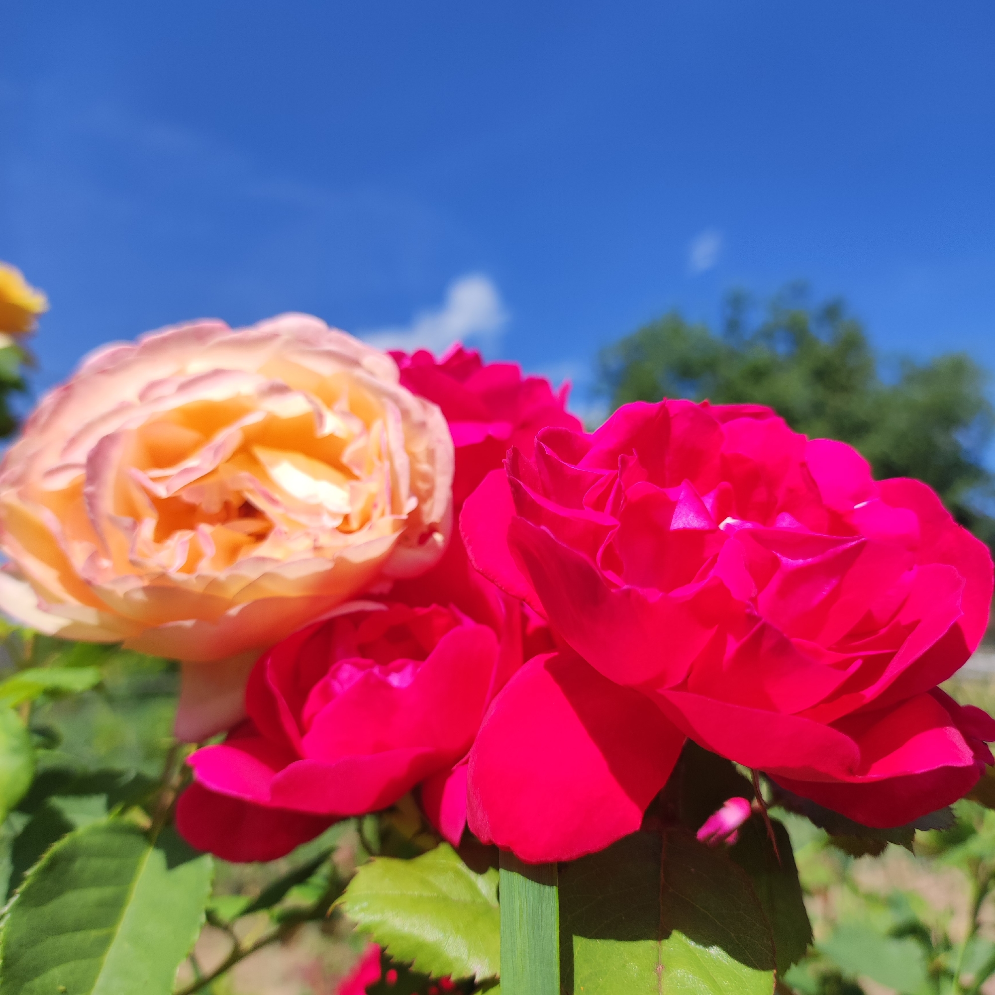 A close-up, eye-level shot captures a bouquet of roses against a bright blue sky. Two large, vibrant pink roses dominate the foreground, their petals a rich, almost fuchsia hue, with delicate folds and highlights from the sunlight. To the left, a lighter-colored rose, transitioning from a soft peach to pale pink at its edges, is slightly out of focus. Green leaves and stems are visible beneath the blooms, and a blurred green tree line can be seen in the background. The scene appears to be outdoors, likely in a garden or park, given the presence of flowers and trees under a clear sky. The location of Navoloki, Russia is not discernible from the image itself.