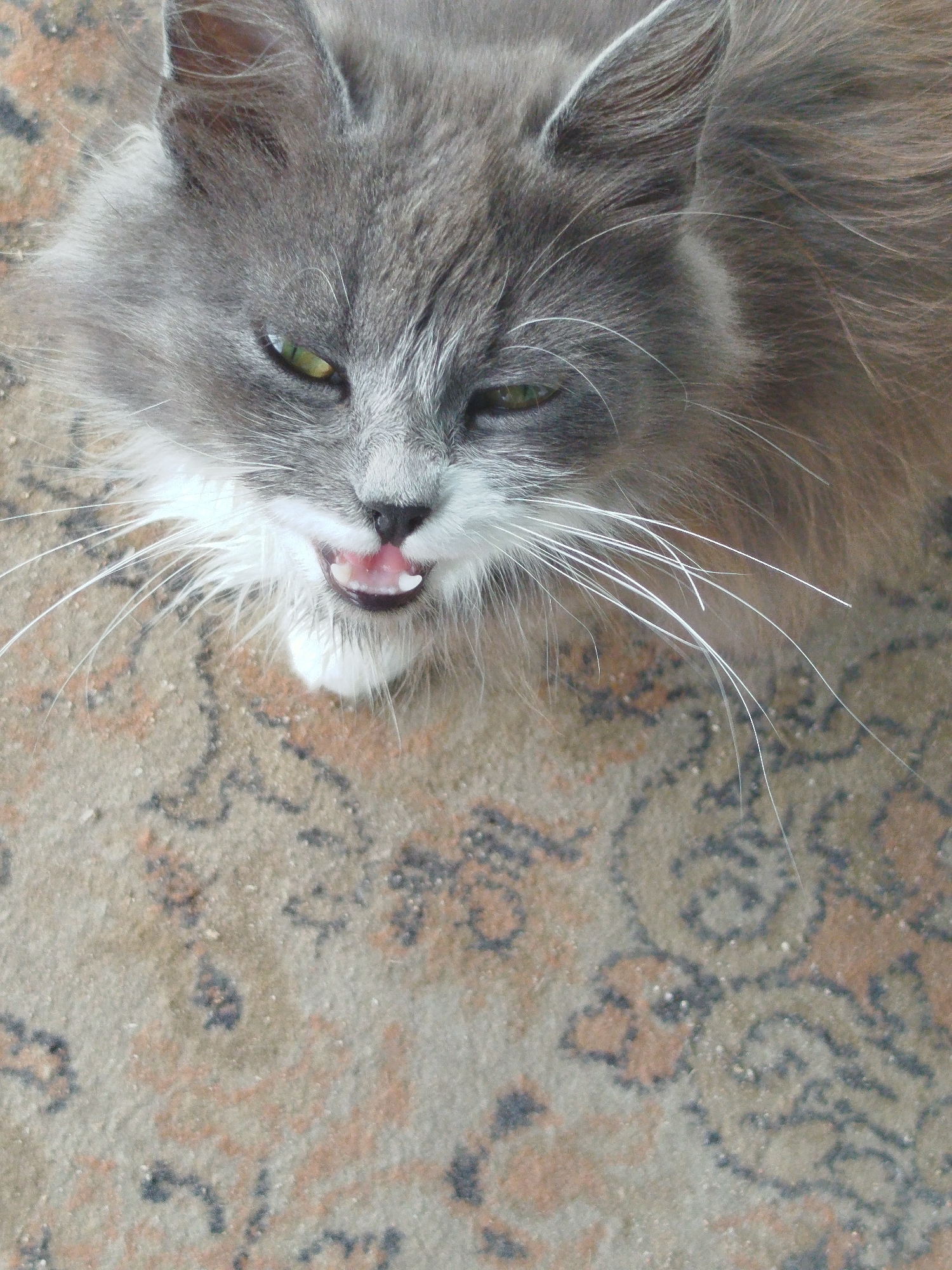 A close-up, high-angle shot captures a fluffy, gray and white long-haired cat with green eyes. The cat is in the process of meowing or yawning, revealing its pink tongue and a single white canine tooth. Its mouth is open wide, and its whiskers are spread out. The cat's fur is textured and appears to be ruffled. The background consists of a patterned rug with beige, brown, and black motifs, suggesting an indoor setting in a residence within Kryvaselski Sel'ski Savet, Belarus. The lighting appears to be natural, possibly from an overhead source.