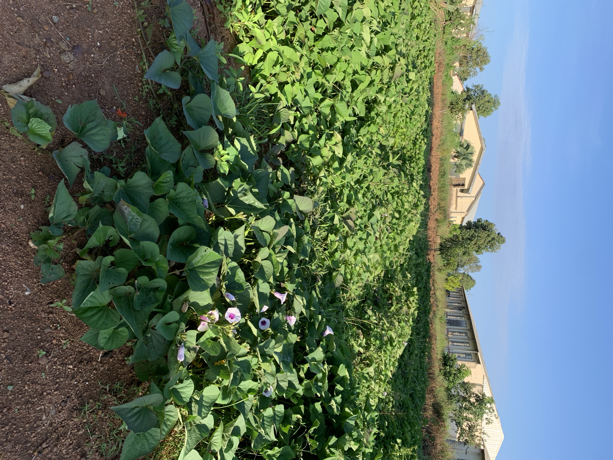 The image depicts a vibrant field of green plants with heart-shaped leaves, likely sweet potato vines, stretching across the foreground. Scattered amongst the foliage are delicate pink and white flowers. In the background, several light yellow buildings with peaked roofs and long, narrow windows stand under a clear blue sky with a few wispy clouds. The buildings appear to be single-story structures with metal roofs, some showing signs of wear. The landscape surrounding the buildings is partially overgrown with vegetation. The scene suggests an agricultural or institutional setting in Kuru Karama, Nigeria.