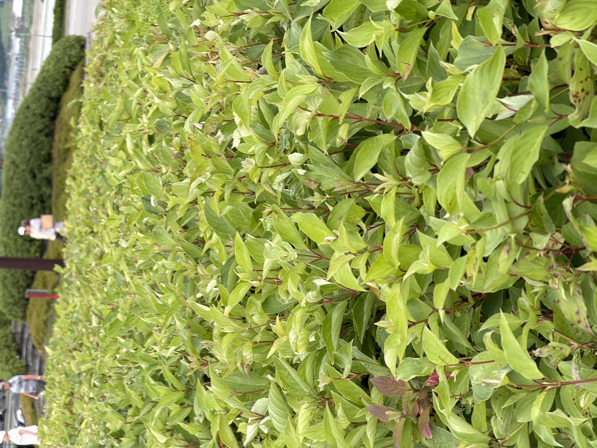 The image, taken in Озерное (майминский), Russia, depicts a dense hedge of green and variegated leaves, with some reddish-brown hues visible. The hedge dominates the foreground and extends to the right of the frame.
In the background, to the left, there are several figures of people. One person, partially visible and wearing a light-colored shirt, appears to be standing near a dark, conical bush. Further down and to the left, another person is seen from the waist up, wearing a checkered shirt. Towards the bottom left, two more people are visible, one wearing a white shirt and the other a dark shirt. They are standing near what might be the edge of a path or walkway, indicated by some grey paving stones.
The scene suggests an outdoor setting, possibly a park, garden, or a landscaped area. The lighting appears to be natural, indicating it's daytime. The density of the foliage and the presence of multiple people hint at a public space. No specific activity is clearly evident, but the people's presence suggests a casual gathering or a stroll. There is no visible text in the image. The overall impression is one of a lush, green environment with subtle human presence.