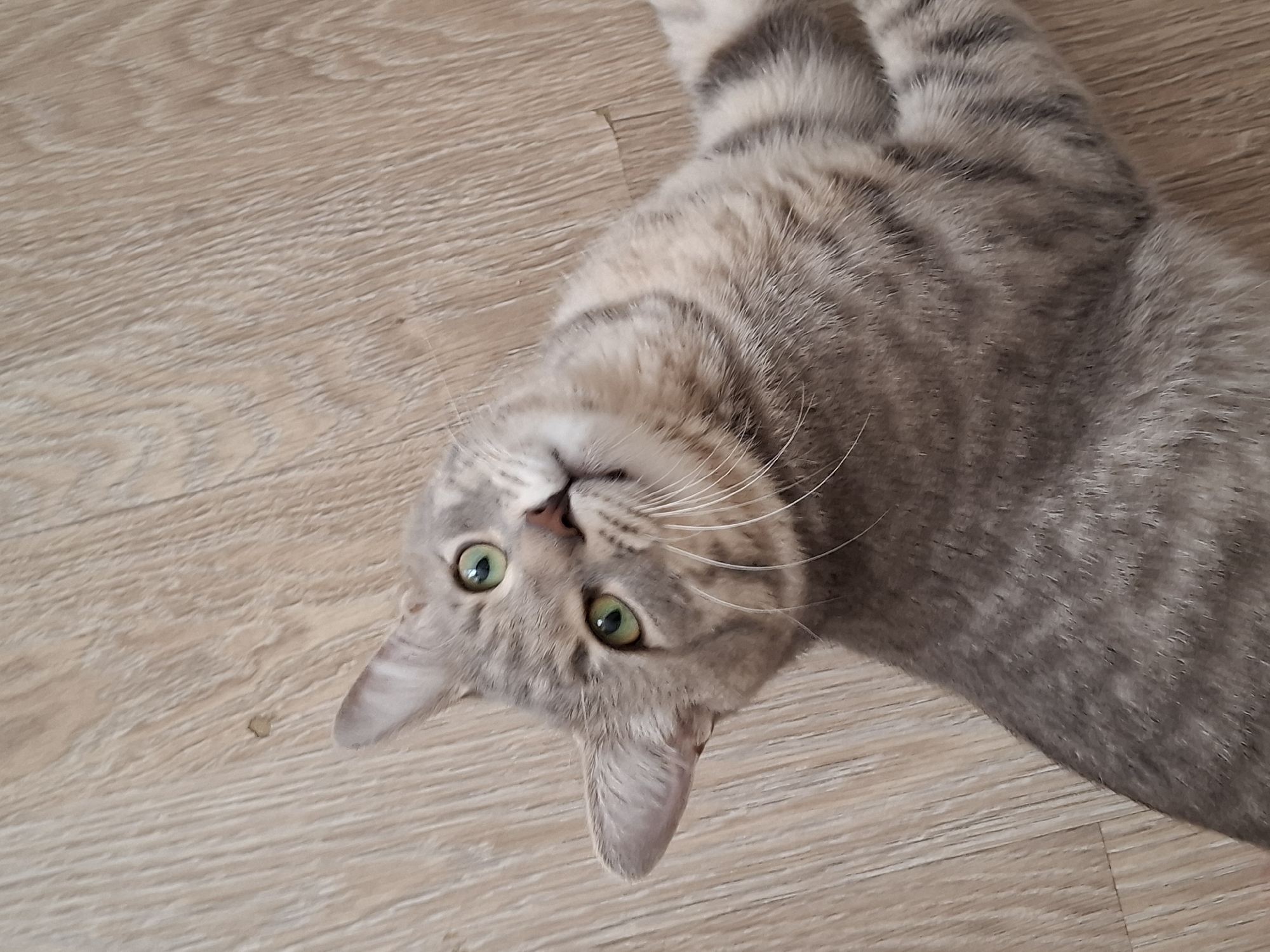 A close-up, high-angle shot shows a grey tabby cat lying on a light wood-grained floor. The cat's head is tilted, with its bright green eyes looking upwards and slightly to the right. Its ears are perked, and its white whiskers are fanned out. The cat's fur has distinct dark grey tabby markings on a lighter grey and cream background. The floor has visible wood grain lines and appears to be made of laminate or hardwood planks. The lighting suggests an indoor environment, likely during the daytime due to the natural light implied. No specific location in Zemun Urban Municipality, Serbia, can be determined from the image itself.