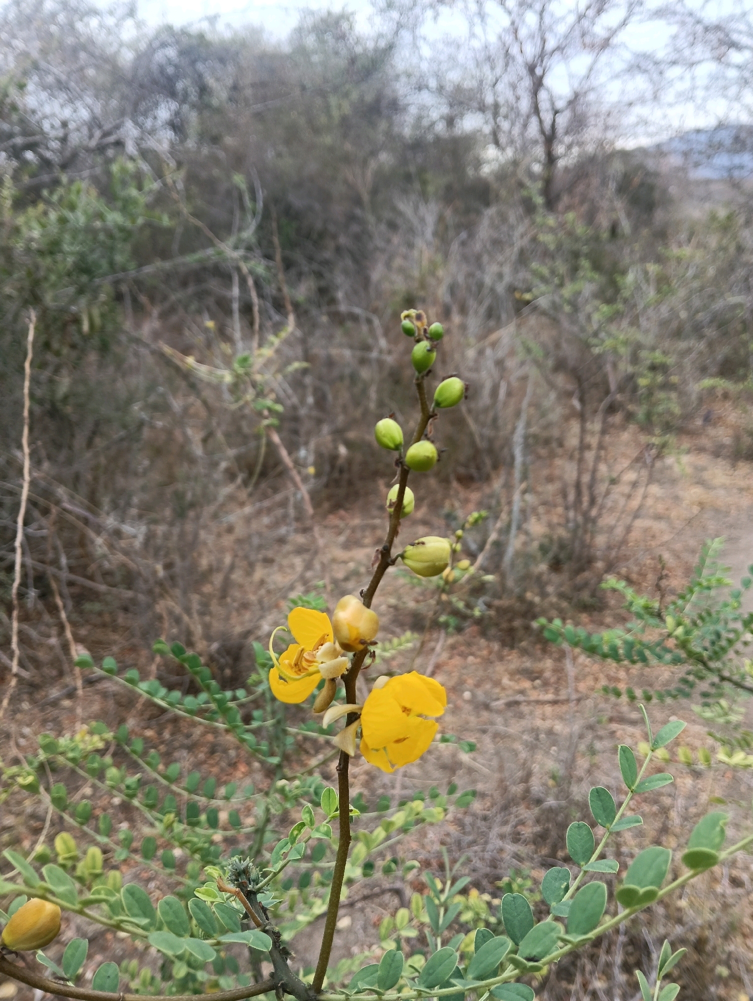 The image depicts a close-up of a flowering plant with bright yellow blossoms and developing green seed pods, set against a backdrop of dry, brush-like vegetation. The plant in focus has a thin stem with small, oval green leaves. Several green, elongated seed pods are visible along the upper part of the stem, some appearing to be immature. Below these, there are a few larger, yellowish pods, one of which is slightly open. Two vibrant yellow flowers are in bloom, one fully open with delicate petals and visible stamens, and another partially open. The background consists of a dense arrangement of dry branches, twigs, and sparse foliage, suggesting an arid or semi-arid environment. The overall impression is one of natural, wild growth in a dry landscape, with the yellow flowers providing a striking contrast to the muted tones of the surrounding vegetation. The scene is consistent with the dryland environments found in areas like Mutitu/Kaliku Ward in Kenya.