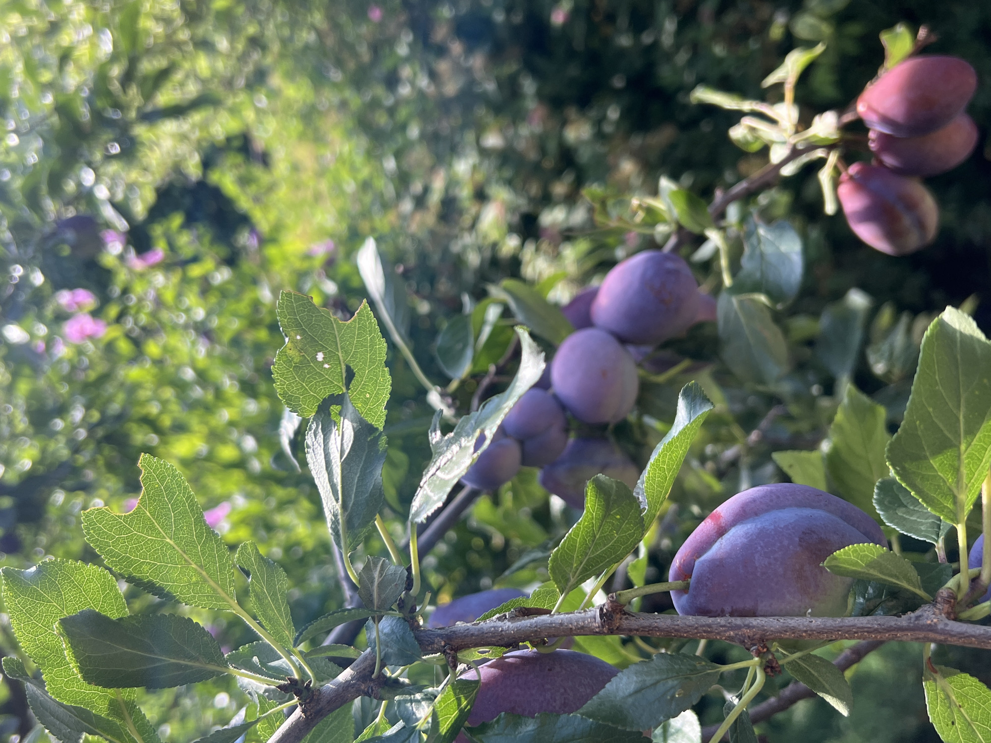 In Yaremche, Ukraine, a close-up, sun-drenched shot captures a branch laden with ripe purple plums. The plums are varied in ripeness, with some showing a deep violet hue and others a lighter, almost pinkish-purple. The leaves of the plum tree are a vibrant green, some showing minor imperfections, while others are fully intact. The background is a soft blur of more greenery and hints of pink flowers, suggesting a garden or orchard setting. The sunlight filters through the leaves, creating a dappled effect and highlighting the textures of the fruit and foliage.