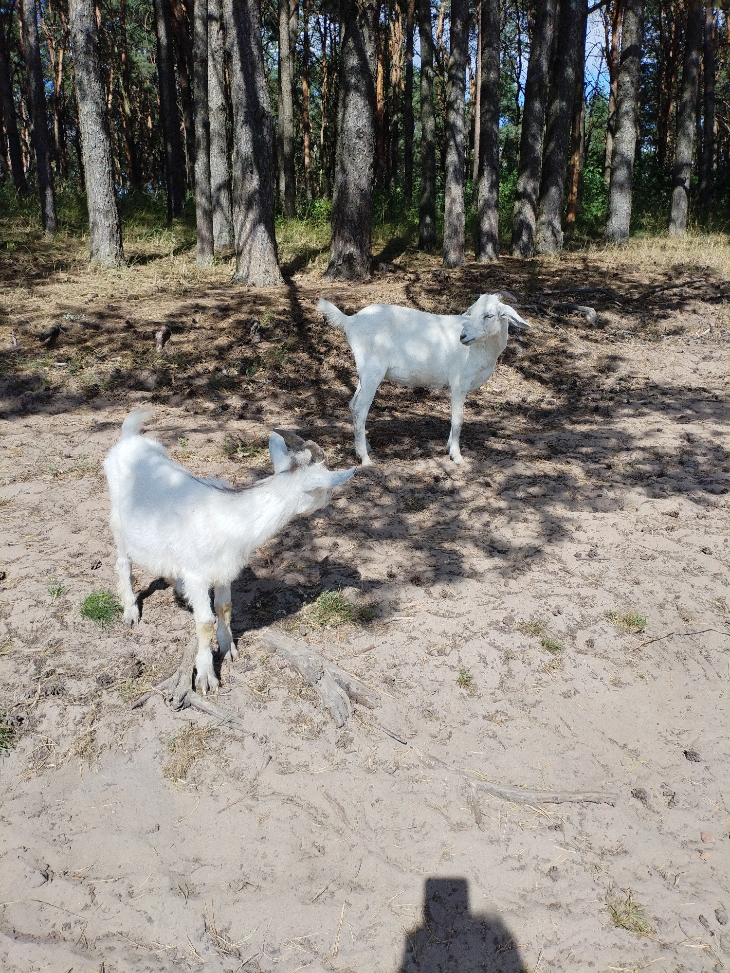 Two white goats are standing in a clearing within a forest. The ground is sandy and dry, with scattered pine needles and small patches of dry grass. Tall pine trees with dark bark and sparse foliage form a dense backdrop. Sunlight filters through the trees, casting dappled shadows on the ground. One goat, in the foreground, faces left and appears to be looking upwards. It has small horns and light brown markings on its legs. The second goat, further back and to the right, faces right and is looking down. It has shorter horns and is mostly white. A shadow of a person holding a phone is visible in the lower right corner of the frame.