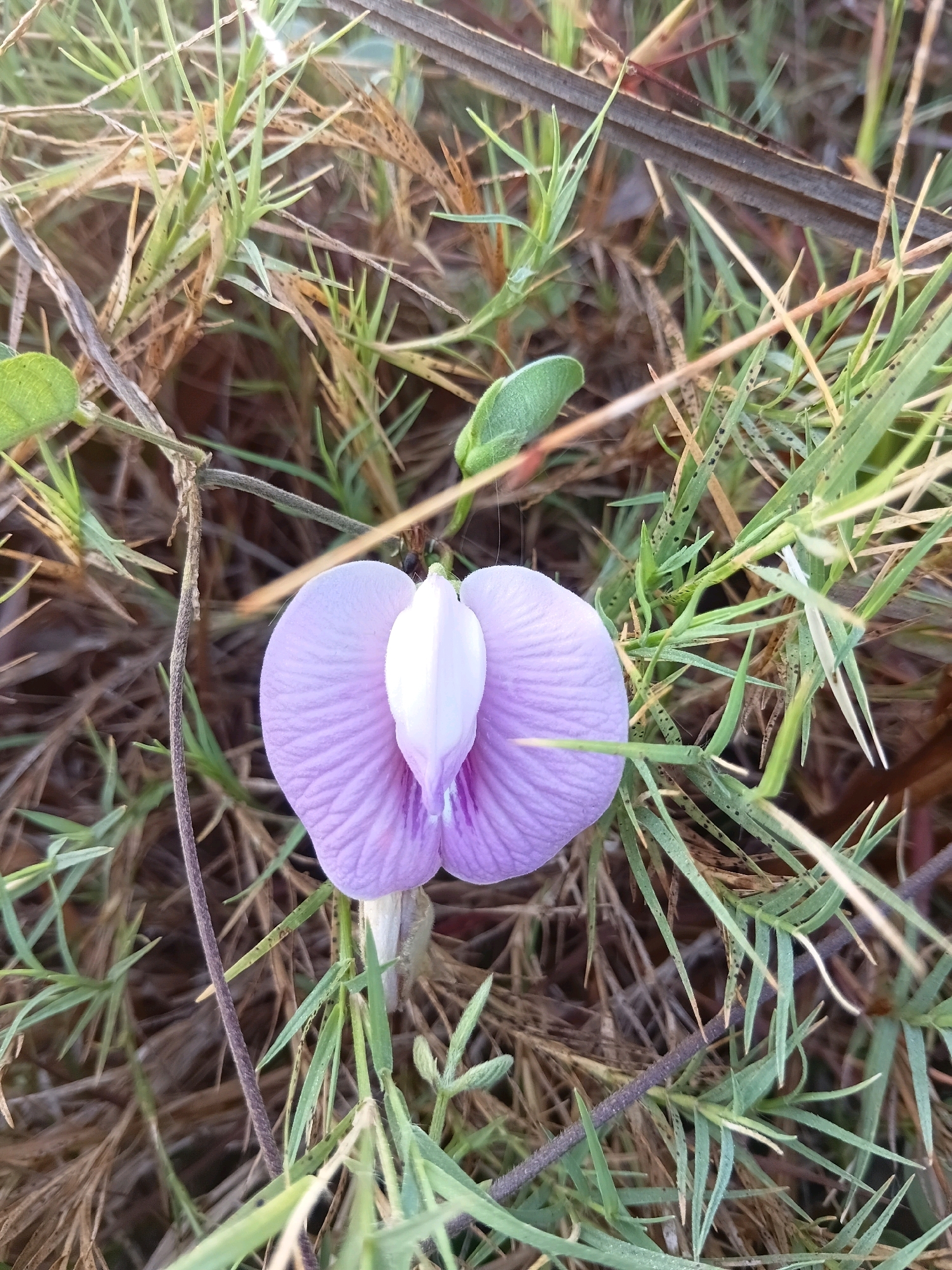 A delicate, pale purple flower with a white center is the focal point of this image, set against a backdrop of dry grass and green foliage. The flower, with its distinct butterfly-like shape, appears to be growing low to the ground. The surrounding vegetation suggests an outdoor, possibly rural or unkempt, setting. The lighting indicates it might be late afternoon or early morning, with a soft, diffused light illuminating the scene. There are no people or man-made objects clearly visible. The overall impression is one of natural beauty in a somewhat wild environment.