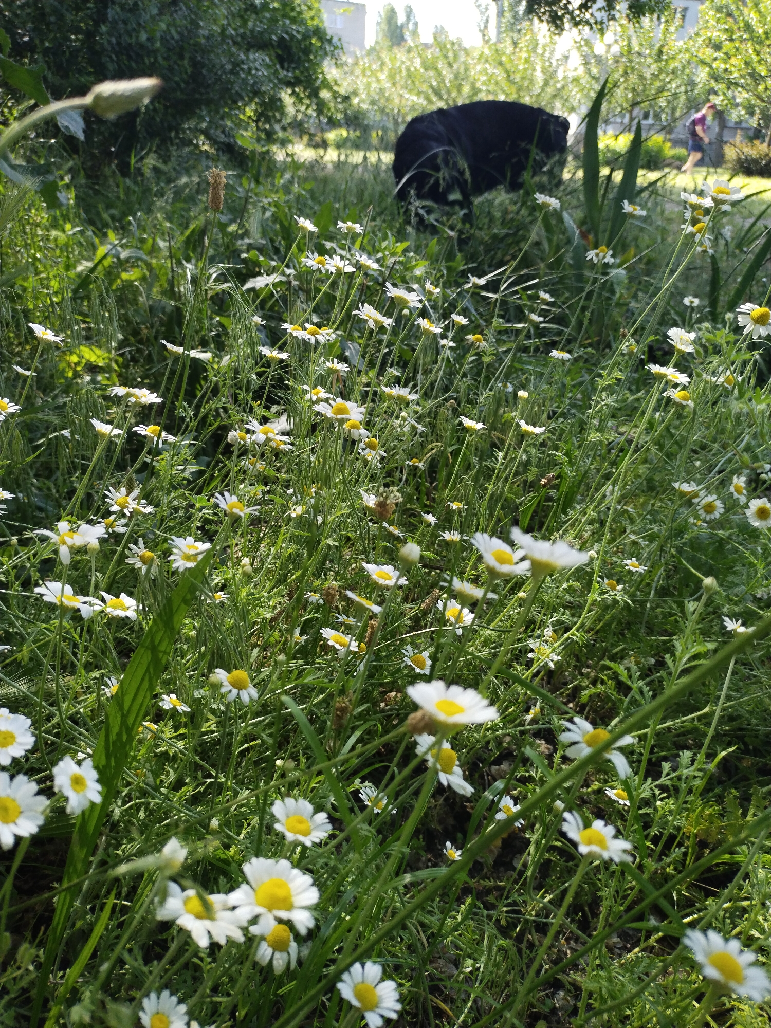 The media file displays an outdoor scene dominated by lush green foliage and numerous small white and yellow flowers, likely chamomile or daisies, in the foreground. These flowers are scattered among tall grasses, suggesting a natural or wild growth environment.
In the midground, partially obscured by the foreground vegetation, a large, dark (likely black) dog is visible, with its head down, appearing to be sniffing or foraging in the grass. Its back is facing the viewer.
Further in the background, a person, possibly a woman, can be seen walking towards the right, wearing dark shorts and a purple top. They are somewhat out of focus. Behind the person and the dog, there are several green trees and bushes, and a light-colored building is faintly visible through the trees on the right side of the background.
The scene is brightly lit by natural sunlight, suggesting either morning or late afternoon, with light casting across the foliage and creating some glinting effects through the trees. The overall impression is a sunny, pleasant day in a green, natural area, possibly a park or an unmanicured garden in Horishni Plavni, Ukraine. There is no visible text in the image.