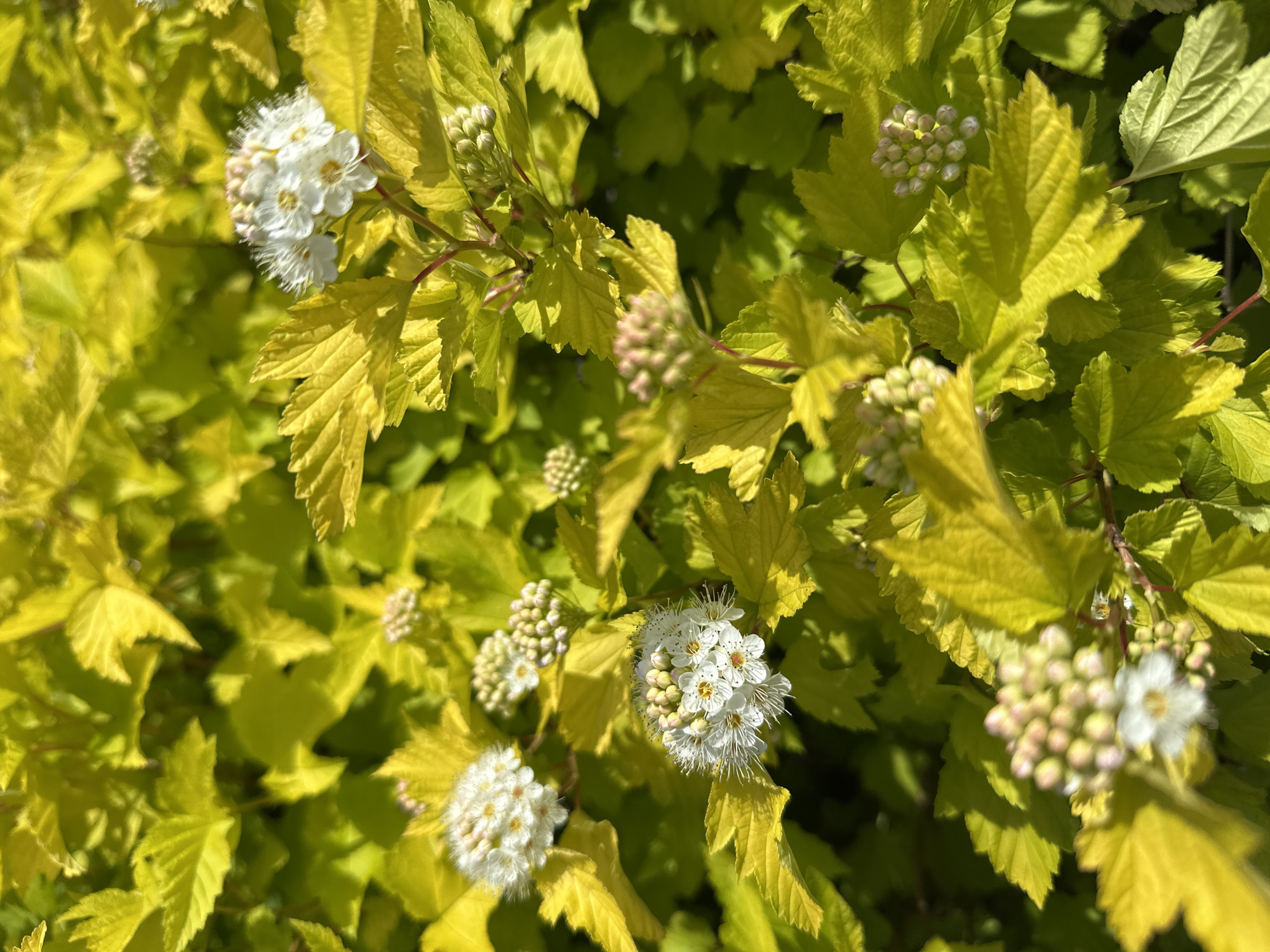 A close-up, brightly lit outdoor shot depicts a flowering shrub with distinctly chartreuse-yellow, three-lobed leaves featuring serrated margins. Multiple clusters of small white flowers are present across the frame, each characterized by five small white petals surrounded by numerous prominent, fine white stamens with tiny yellow anthers, giving them a fluffy texture. Several spherical clusters of unopened pale pink and green buds are also visible, indicating ongoing bloom. The plant's stems are reddish-brown. The background consists of out-of-focus, similarly colored foliage, suggesting a dense planting. The natural light creates strong highlights on the upper surfaces of the leaves and flowers, casting soft shadows below. No people, animals, or man-made objects are depicted. The scene is located in Новоглаголево, Russia.