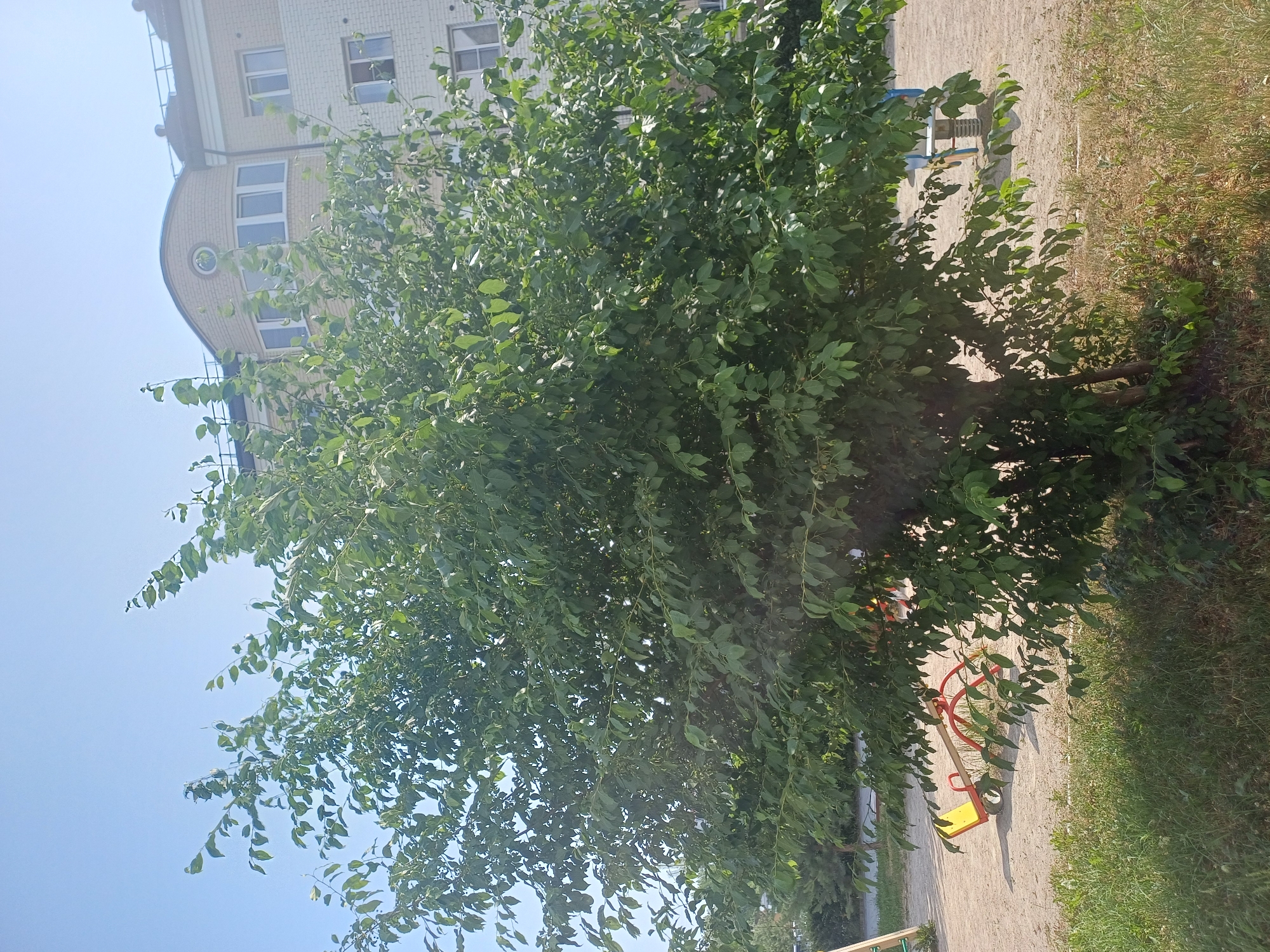 The image shows a tree in front of a residential building. The building is multi-story with light-colored brickwork and visible windows. A round decorative element is visible on the building's facade. To the right of the tree, a portion of a playground is visible, including a red and yellow seesaw. The ground is a mix of gravel and grass. The sky is clear and blue, suggesting daytime with good weather. The overall scene appears to be a residential courtyard or park area.