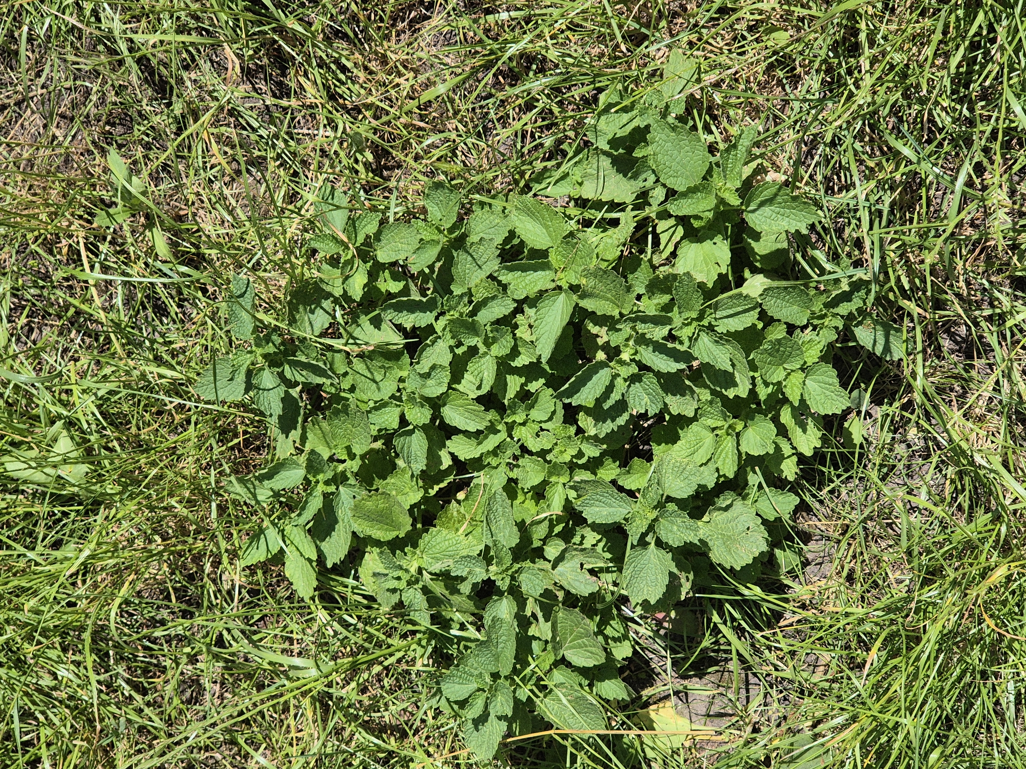 In Sozonivka, Ukraine, a patch of vibrant green plants, likely nettles, grows amidst dry grass and soil. The plants are clustered together, with broad, textured leaves reaching upwards. The surrounding grass is a mix of green and brown, indicating a dry spell, with some blades appearing brittle and withered. The sunlight casts shadows on the plants and ground, suggesting it is a bright, sunny day. The scene appears to be an outdoor, natural setting, possibly a field or a neglected area within the village. There are no people or animals visible in the image. The image is taken from a high-angle, looking down on the plants.