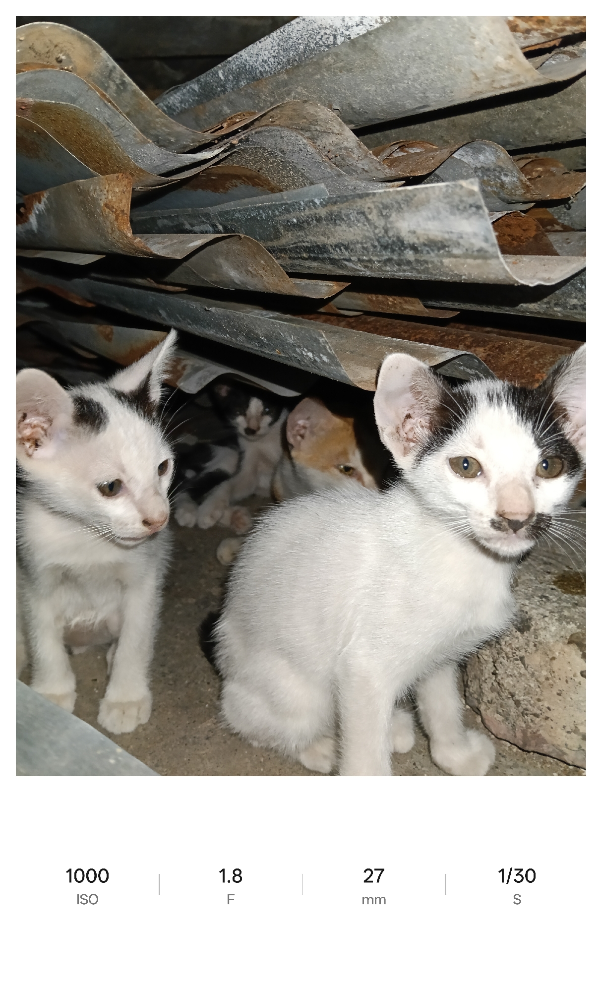In Lhokseumawe, Indonesia, three kittens huddle beneath sheets of corrugated metal. The kittens are predominantly white with black markings on their heads. One kitten sits to the left, gazing toward the left. Another kitten sits to the right, staring forward. A third kitten peeks from behind the other two. The corrugated metal sheets above them are rusted and weathered. The ISO is 1000, the aperture is f/1.8, the focal length is 27mm, and the shutter speed is 1/30s.
