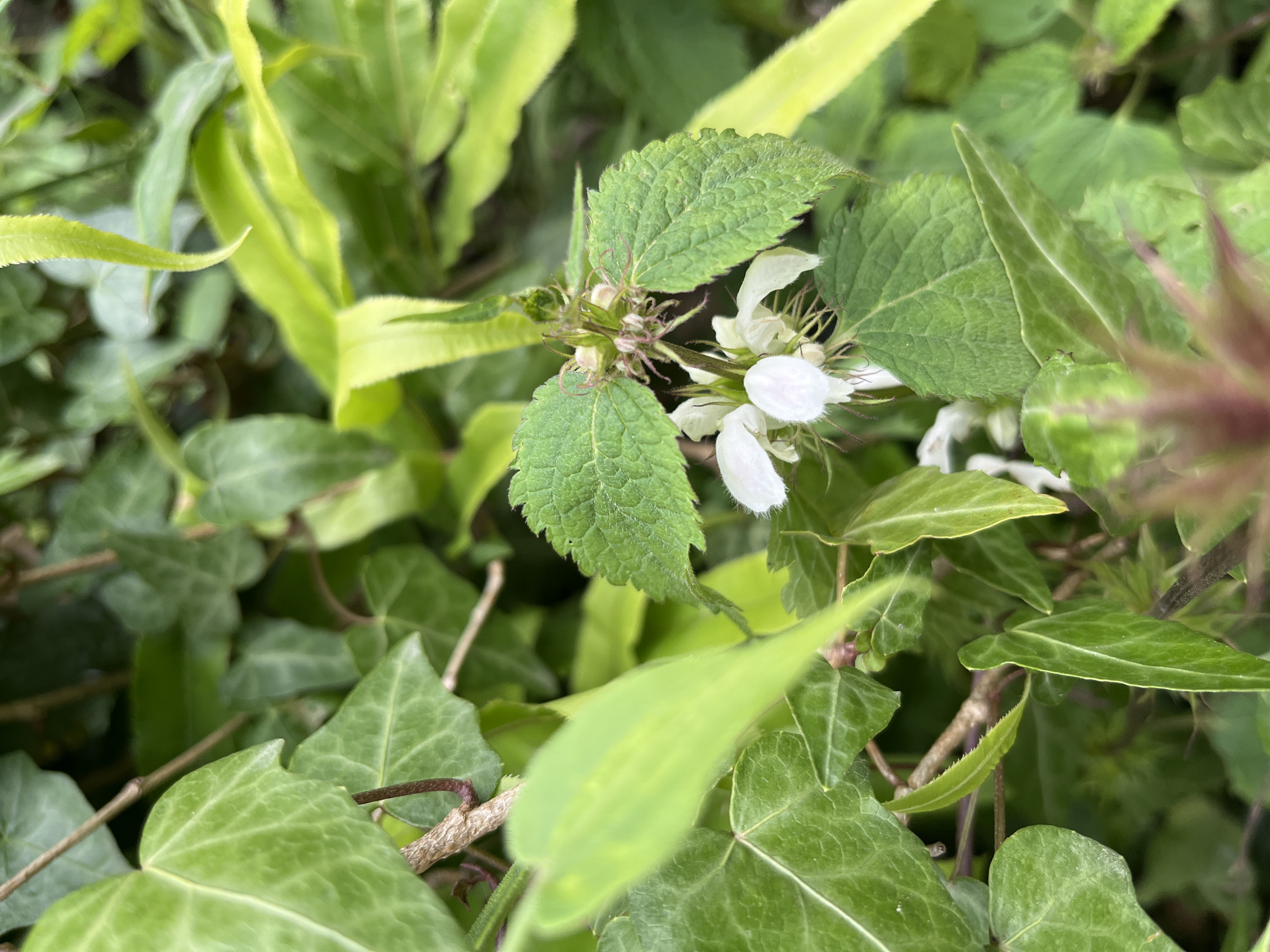 In Vashisht, India, a close-up, eye-level shot captures a patch of dense green foliage. The foreground is dominated by the textured, serrated green leaves of a plant, with a cluster of small, delicate white flowers blooming amidst them. These flowers have a somewhat wild appearance, with thin petals and visible stamens. Surrounding this central bloom are the glossy, heart-shaped leaves of ivy, their dark green contrasting with the lighter green of the flowering plant. The background is a blur of more green leaves, suggesting a natural, possibly overgrown setting. The lighting is diffused, creating soft shadows and highlighting the intricate details of the plant life. There are no people or animals visible in the frame.