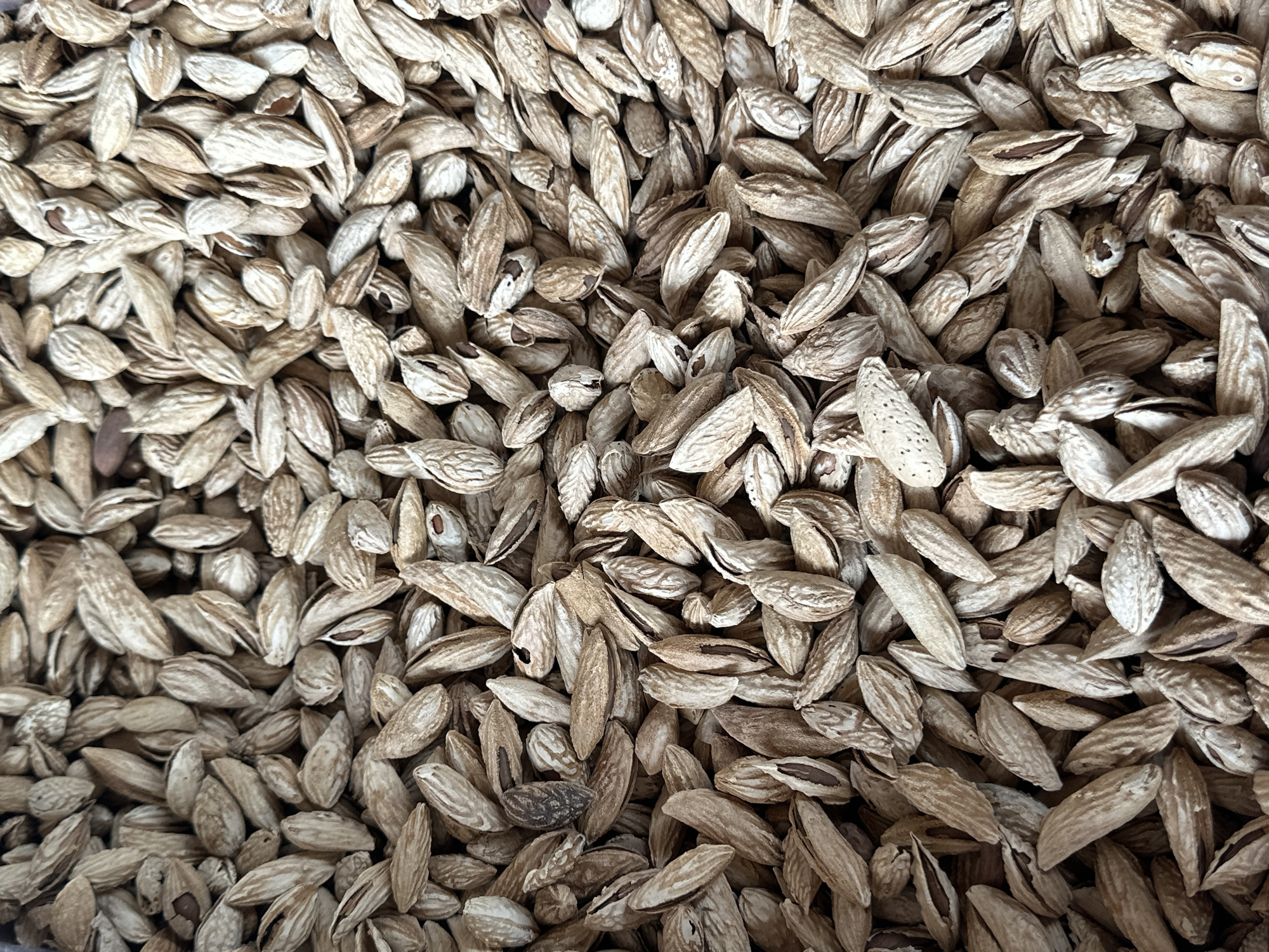 The image is a close-up, overhead view of a large pile of dried almonds. The almonds are in their shells, which are light brown and have a ribbed texture. Some shells are cracked open, revealing the nuts inside. The almonds are scattered randomly, creating a dense, textured surface. The lighting is even, with no strong shadows, suggesting an indoor setting. The image does not depict any specific location within Özgön, Kyrgyzstan.