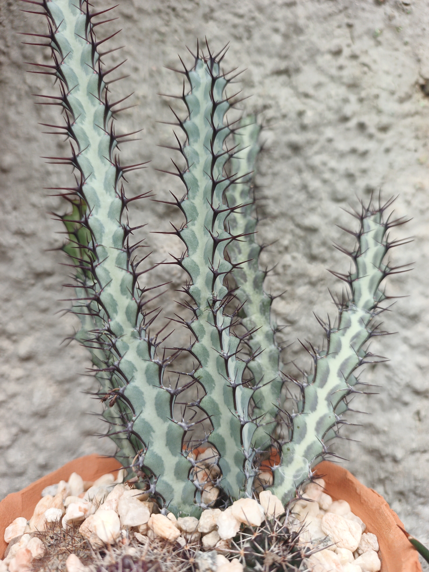 A close-up shot depicts a succulent plant, specifically a Euphorbia aeruginosa, in a terracotta pot filled with small, light-colored pebbles. The plant has a segmented, light green stem with dark green patterns. The stem is covered with sharp, reddish-brown spines. The background is a textured, light gray wall. The photograph was taken in Tinaquillo, Venezuela.