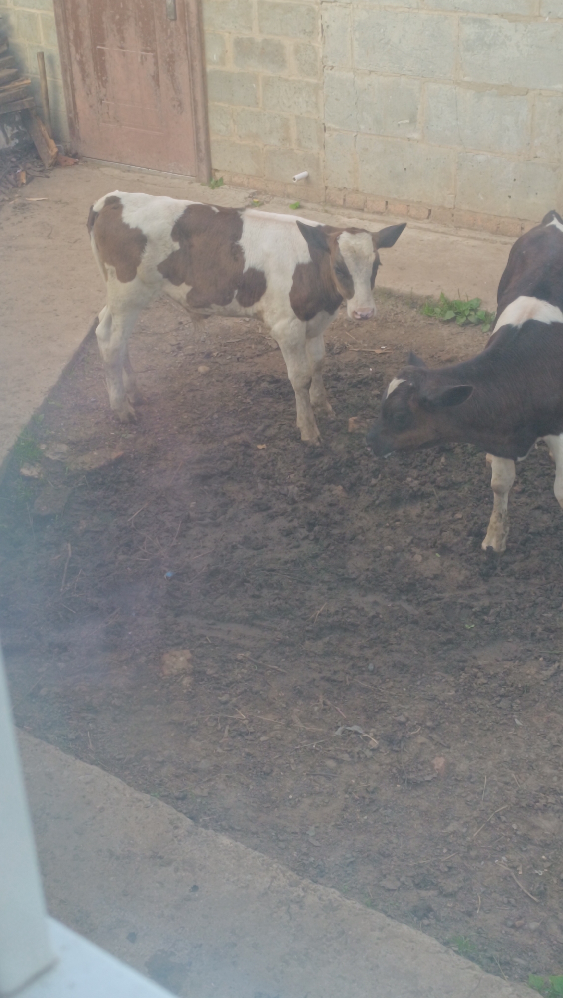 Two calves are standing in a muddy enclosure. The calf in the foreground on the left is brown and white, with a patch of brown on its face. It is looking towards the right. The second calf is dark brown and white and is standing to the right of the first calf, facing left. In the background, there is a brick wall and a door. The ground is uneven and appears to be dirt and mud, with some patches of grass. The lighting suggests it is daytime. The scene appears to be in a rural or semi-rural setting. There is no indication that this location is in the city of Karsha, Russia.