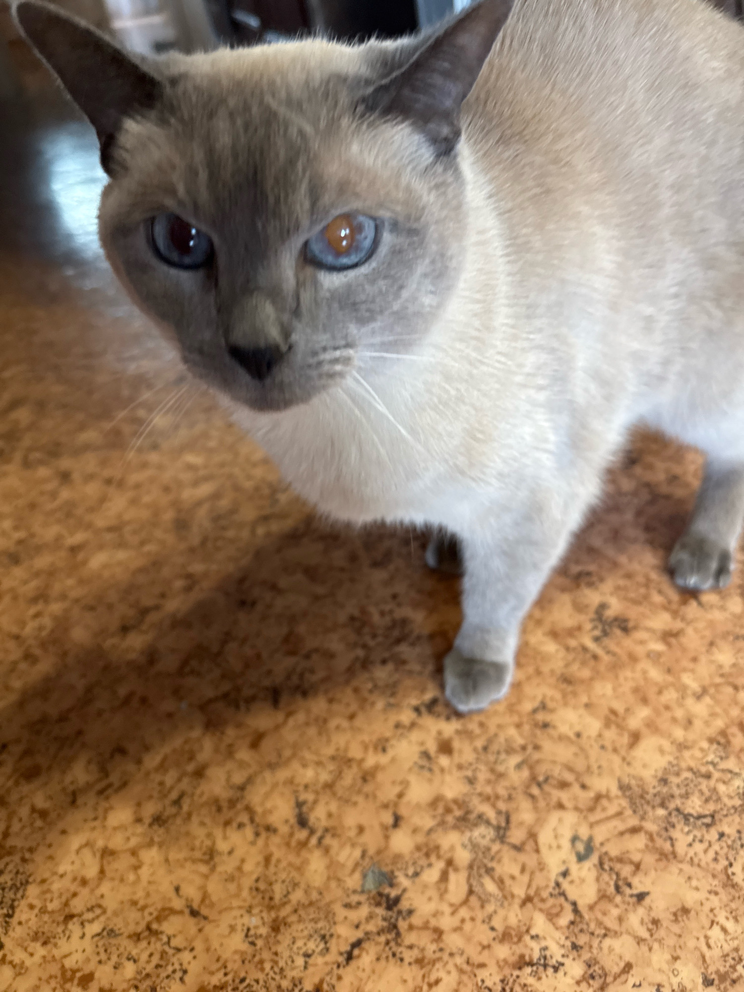 A Siamese cat with heterochromia, one blue eye and one amber eye, is captured in a close-up, eye-level shot. The cat is positioned on a cork-patterned floor. The background is blurred, showing hints of a wooden surface and a faint reflection. The lighting suggests an indoor environment. The image does not provide any information about the location in the city of Захарьино, Russia.