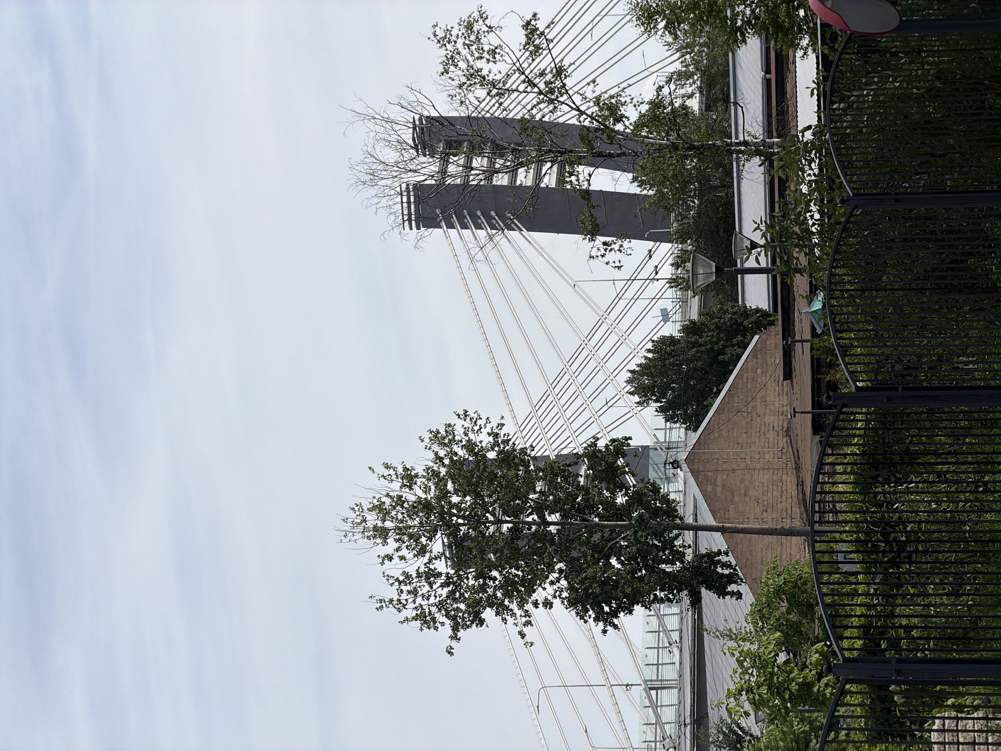 This is a static, eye-level, wide shot depicting an urban landscape in Saint Petersburg, Russia, featuring a prominent section of the Western High-Speed Diameter (ZSD) cable-stayed bridge in the midground and background.
The upper two-thirds of the image are dominated by a pale, overcast sky, light grey-blue with faint horizontal cloud formations. Below the sky, the main structure of a large cable-stayed bridge is visible. It features two dark grey, rectangular pylons, each composed of two vertical shafts connected by horizontal elements. Numerous white cables fan out from these pylons, supporting the unseen bridge deck below. Parts of the bridge deck, including light fixtures and guardrails, are discernible between the cables.
In the foreground, a dark metal fence or gate with an arched top runs across the bottom of the frame. Behind this fence, dense green foliage and bushes fill the space. Two prominent deciduous trees stand in the foreground: a robust, leafy green tree with a full canopy on the left, and a thinner, largely bare tree with light-colored bark on the right, its branches mostly devoid of leaves.
Behind the foreground vegetation and fence, various buildings are visible. On the left, a brown brick building with a distinct pointed gable roof is partially obscured by the foliage. Further to the right and center, lower-lying structures with grey, pitched roofs can be seen. Two dark grey streetlights with double luminaires are present: one on the right behind the fence and another further back to the left. No people or specific actions are visible in the scene.