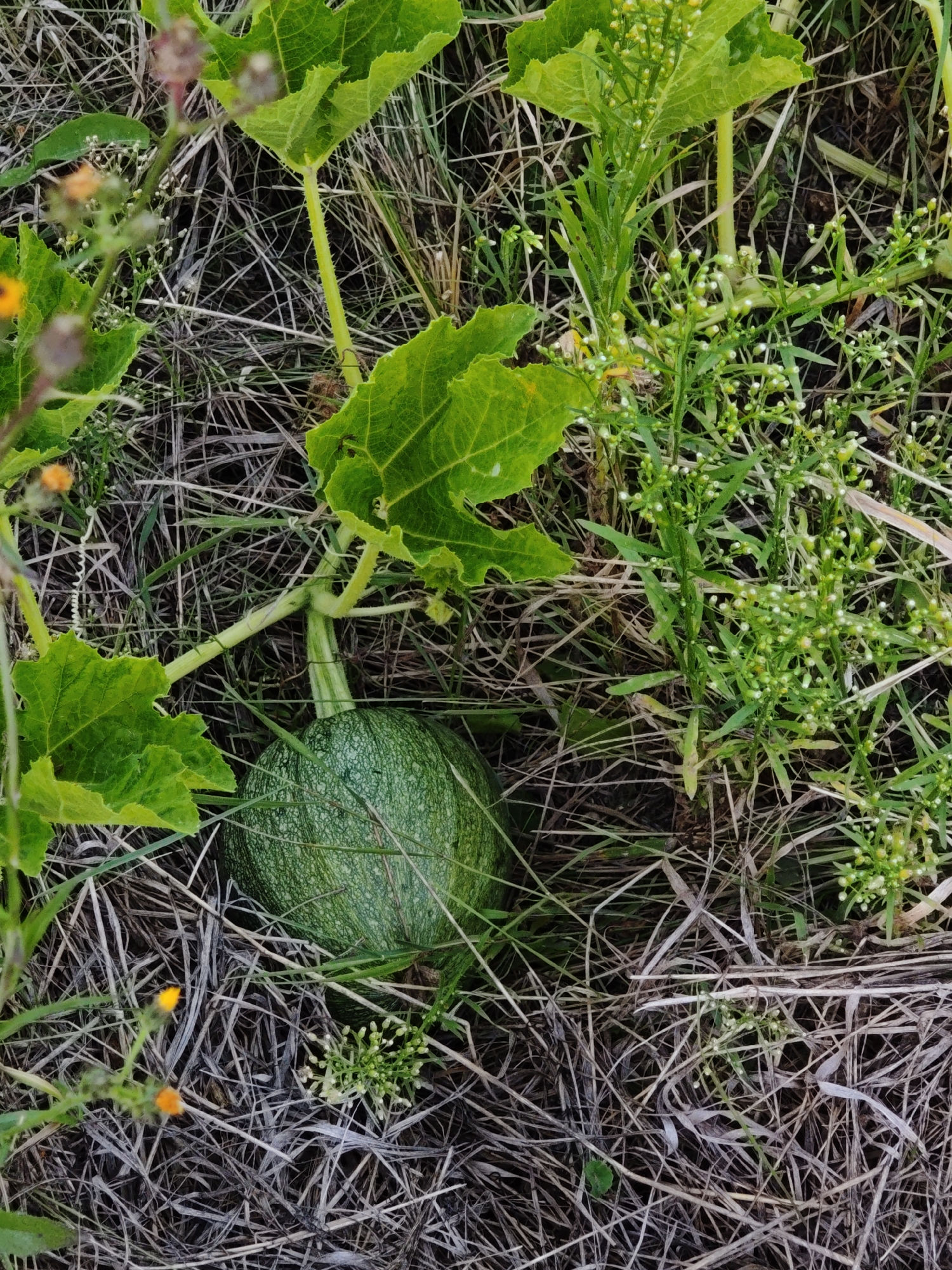 In Parkhomivka, Ukraine, a close-up, top-down view captures a small, green, unripe pumpkin nestled amongst dry grass and lush green pumpkin leaves. The pumpkin, roughly the size of a fist, has a slightly ribbed texture and is a vibrant green, transitioning to a lighter shade towards its stem. The surrounding environment is characterized by a dense layer of dried grass and straw, with several green stems of what appear to be the pumpkin plant and other surrounding vegetation interspersed throughout. Small clusters of tiny white flowers are visible on some of the green stalks, and two small orange flowers add a touch of color to the scene. The lighting suggests an overcast or shaded outdoor environment.