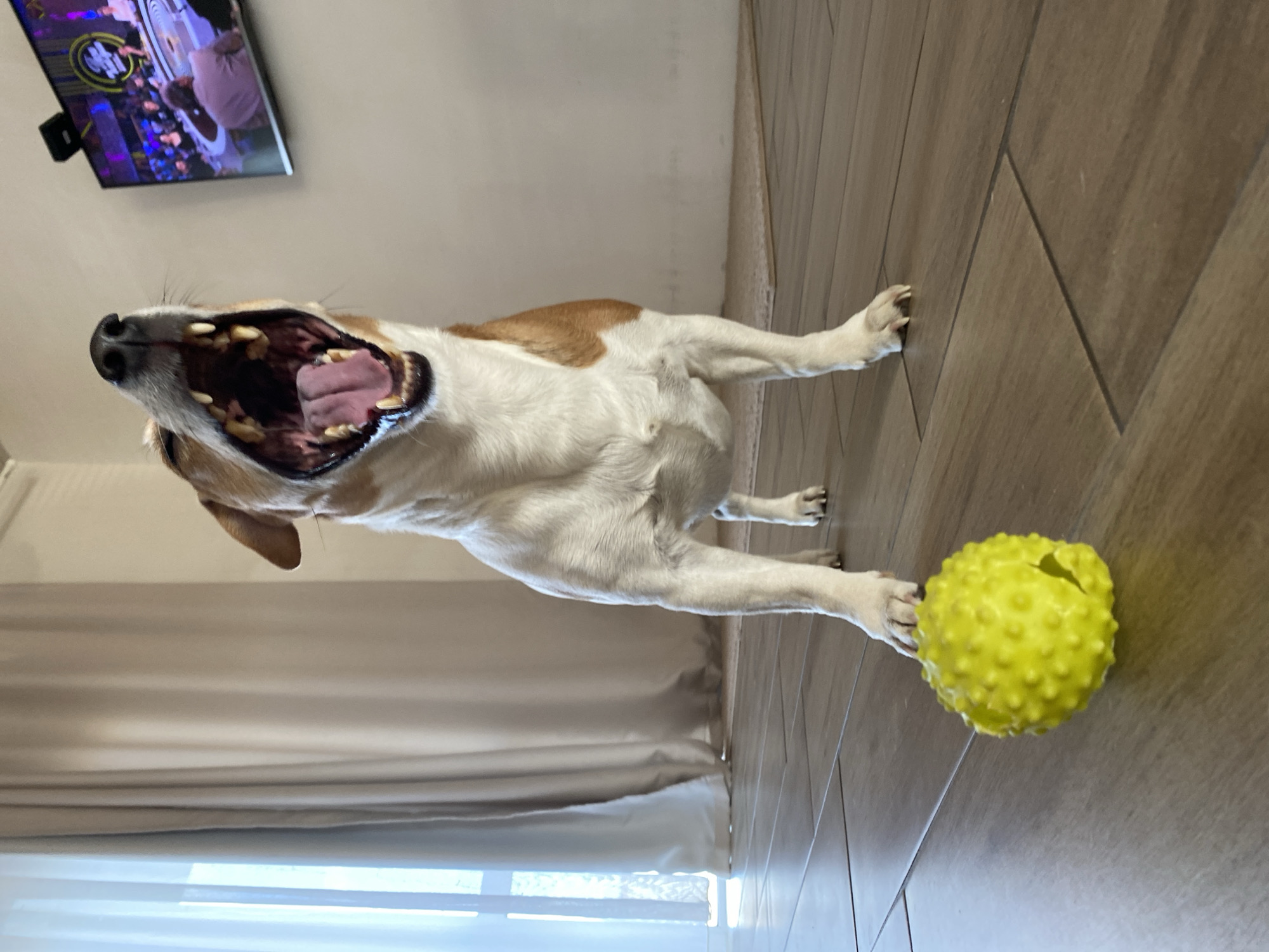 A dog is standing on a tiled floor next to a yellow ball, yawning widely. The dog is white with brown patches. A television is mounted on the wall in the background. There are curtains in the background to the left. The location is Chaikovsky, Russia.