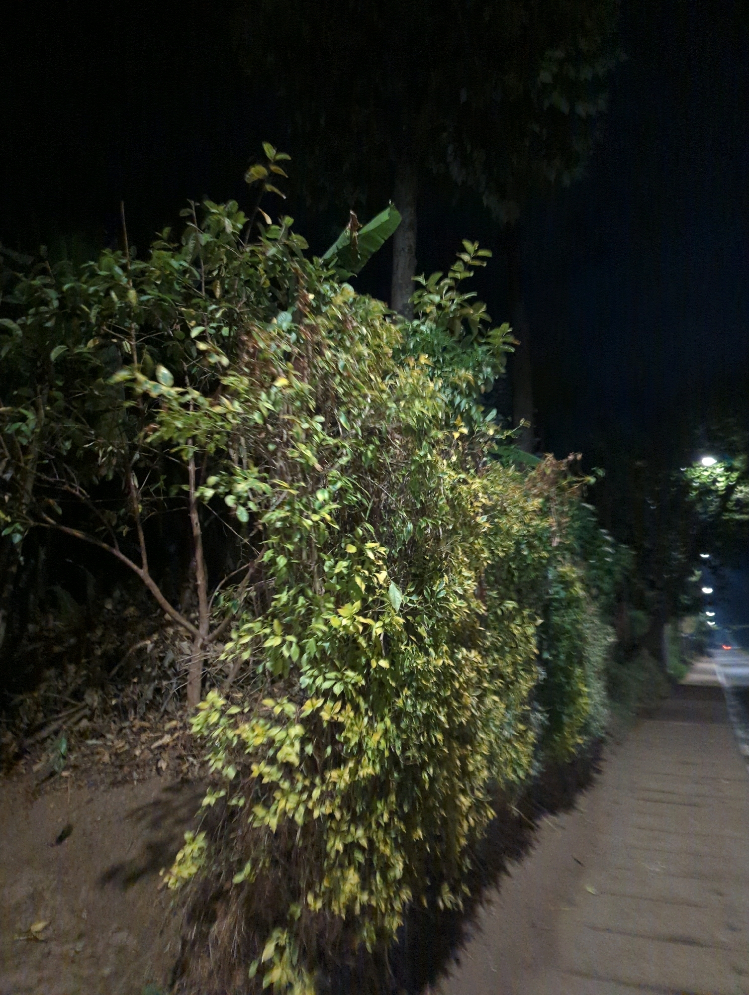 The image shows a pathway alongside a dense hedge of green and yellow foliage. The pathway is paved with rectangular stones and appears to be a sidewalk. To the left of the pathway is a dirt area with some fallen leaves and branches. Beyond the hedge, trees are visible against a dark night sky. Streetlights are spaced along the pathway in the distance, illuminating the scene. One streetlight in particular, located further down the path, is prominently lit. The scene is set in Musanze District, Rwanda.