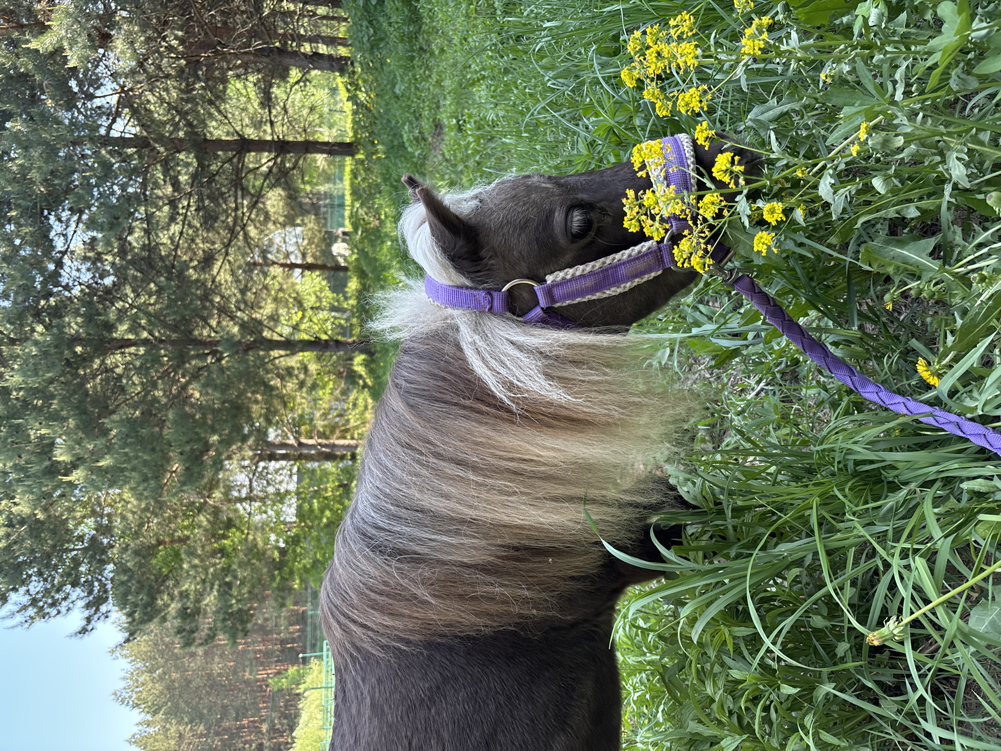 A pony with a dark brown coat and a long, two-toned mane is grazing in a field of tall grass and yellow flowers. The pony wears a purple halter and lead rope. The background shows trees and possibly a fence, suggesting a park or rural area in Русский Вожой, Russia.