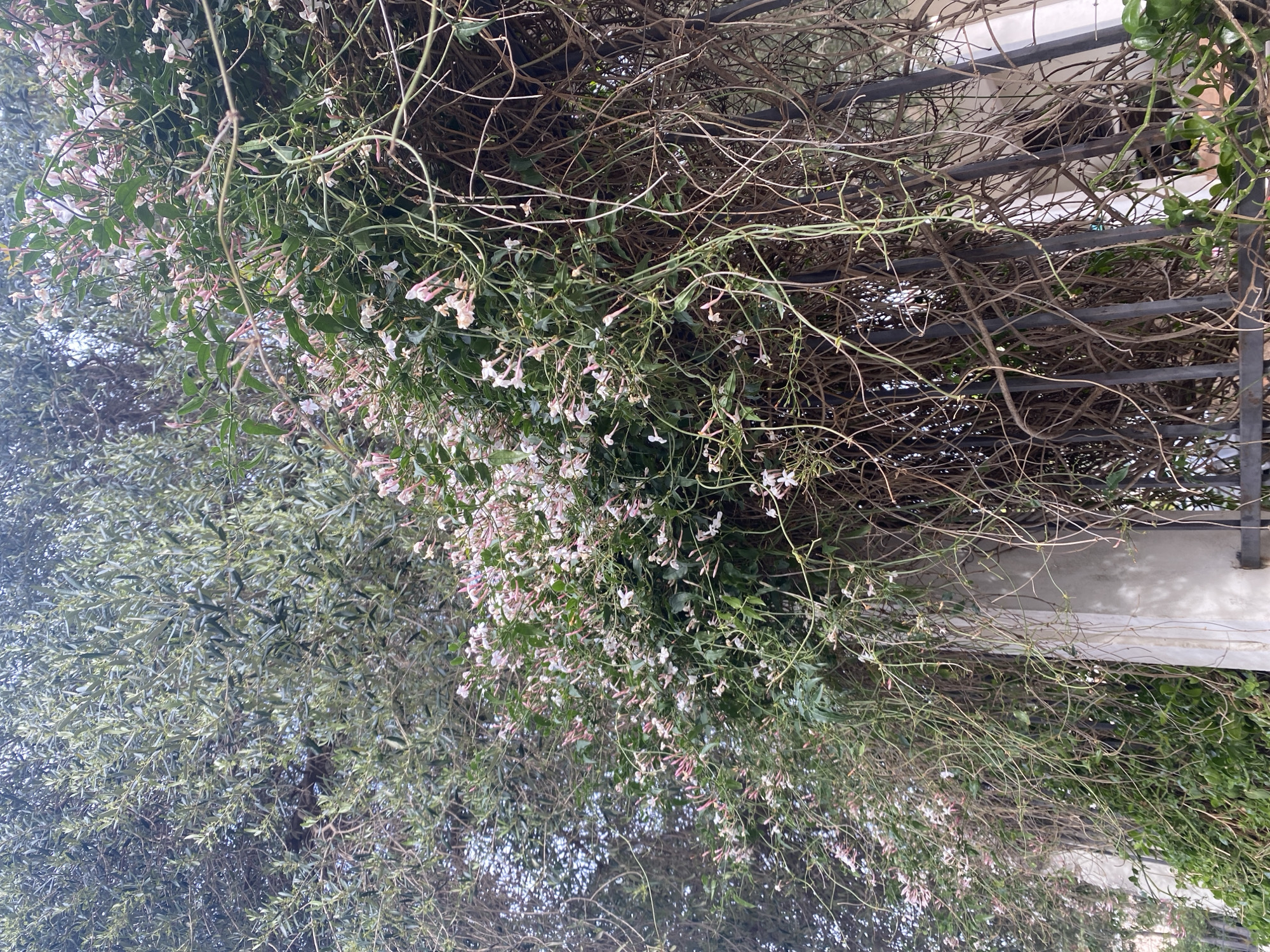 A sideways view presents a vibrant wall of flora in Budva, Montenegro. The climbing plants, with delicate pink-tinged white blossoms, cascade over a dark metal railing. A neighboring tree with slender, silver-green leaves fills the left of the frame. The scene is shot outdoors with natural light.