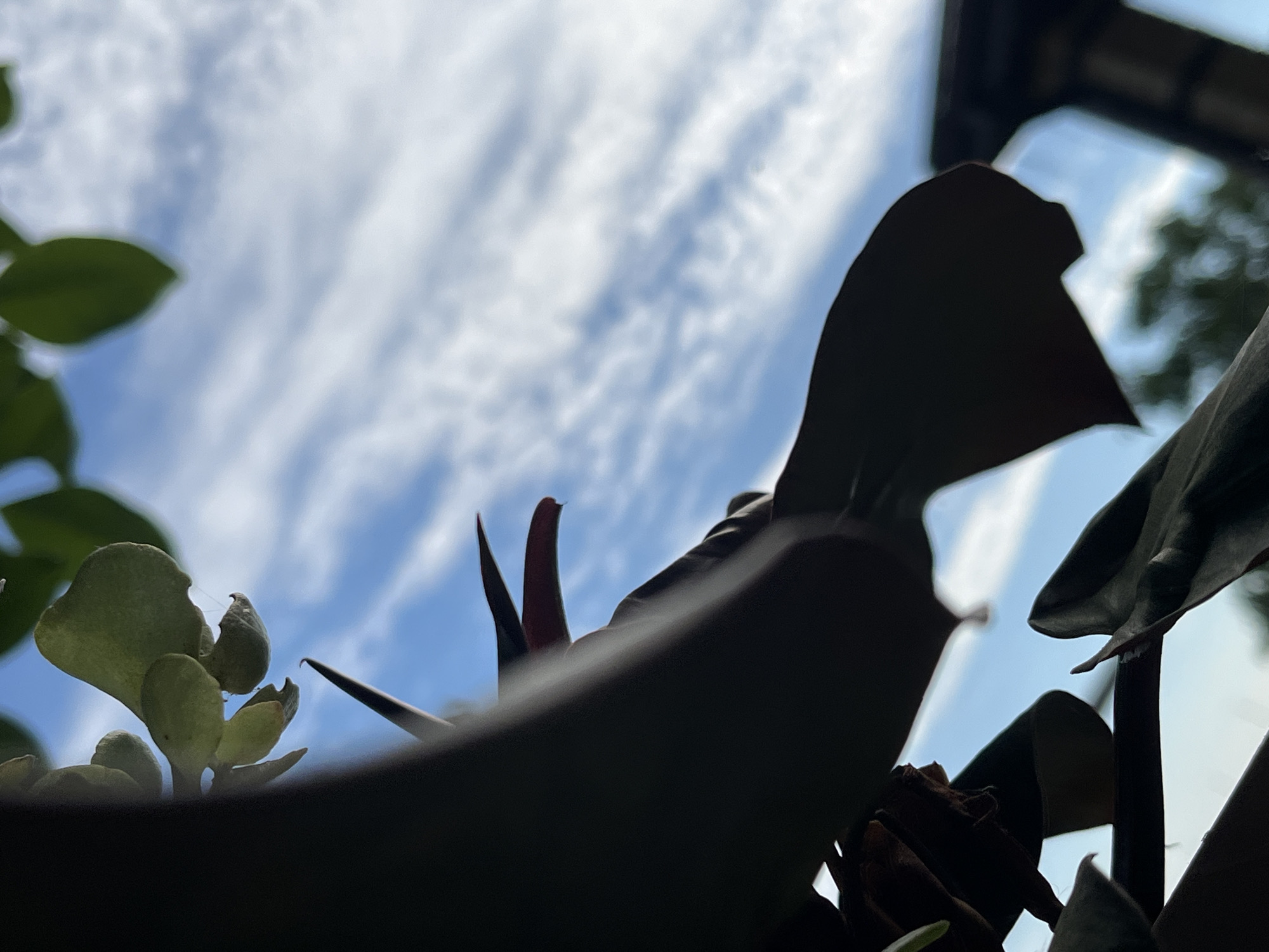 The image is a low-angle shot looking up at a sky filled with wispy clouds. In the foreground, silhouetted dark plant leaves and stems are prominent. One sharp leaf tip points upwards towards the sky. The background shows a bright blue sky with thin, elongated clouds that create a striated pattern. The lighting suggests it is daytime, likely with the sun positioned behind the plants, causing them to be largely in shadow. There are no people or discernible urban elements within the immediate frame, except possibly a blurred structure in the far background on the right. The scene appears to be outdoors, possibly in a garden or a natural setting. There is no information to confirm or deny the image's location in Krasnyye Barrikady, Russia.