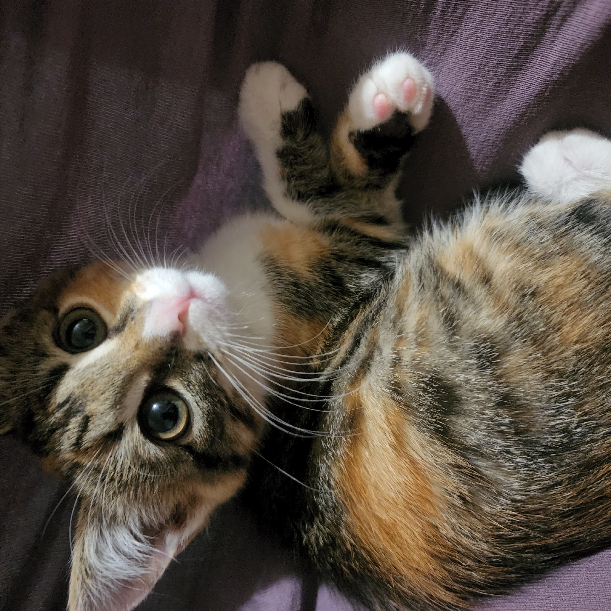 A calico kitten with large, curious eyes is lying on a dark purple fabric surface. The kitten's fur has a mix of brown, black, orange, and white patches. Its paws are white with pink toe beans visible on its right front paw. The kitten's head is turned towards the viewer, and its right ear is perked up. The fabric surface appears to be textured and slightly wrinkled. The overall lighting is dim, suggesting an indoor setting, possibly at night. There is no information available to determine the location in the city of Moscow, Russia.