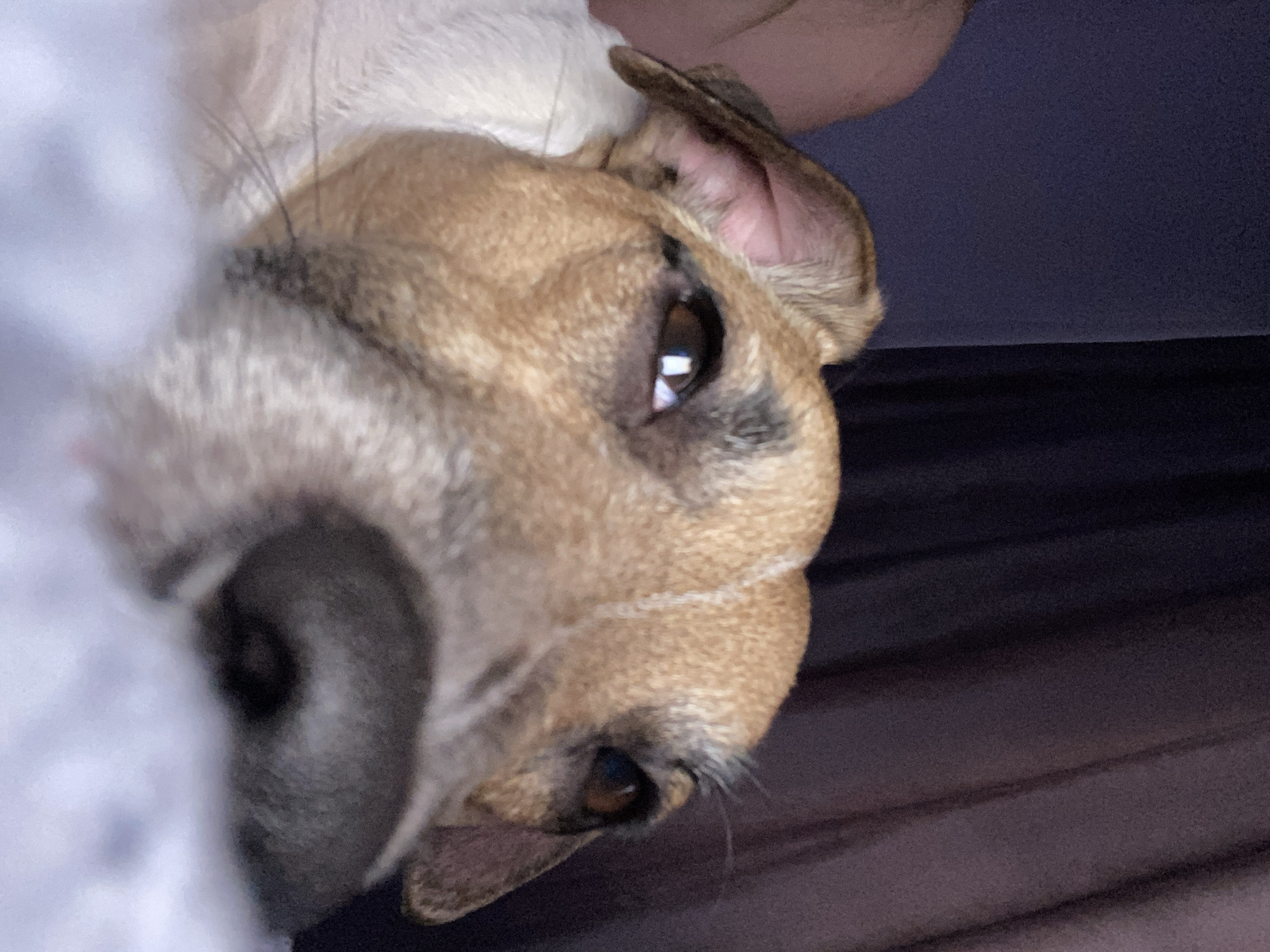 A close-up, slightly tilted image features the face of a brown and white dog. The dog's nose is prominent and close to the camera, with one eye visible and reflecting light. A person's arm is visible behind the dog's head. The background appears to be a dark, possibly indoor space. The image does not contain any elements related to the location in the city of Noviy, Russia.