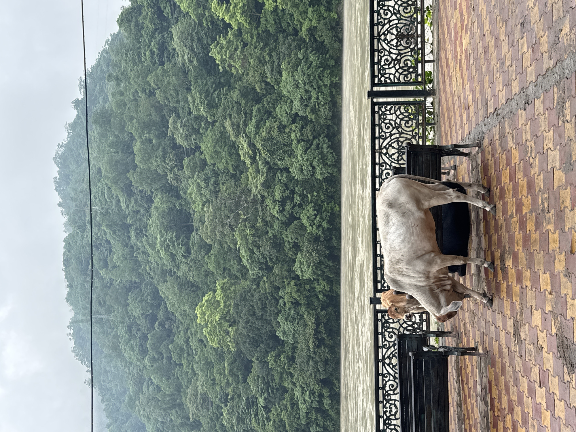 The image depicts a riverbank in Rishikesh, India. In the foreground, two cows are standing on a paved area with a patterned brick surface. One cow is white with brown markings on its head, and the other is a calf with light brown fur. Both cows are facing downwards, seemingly grazing or inspecting the ground. Behind the cows, there is a black metal railing with an ornate design, and beyond that, a body of water, likely the Ganges River, flows with visible ripples. In the background, a lush green, densely forested hillside rises steeply. The sky is overcast and appears grey. The scene suggests a peaceful, natural environment within the city.
