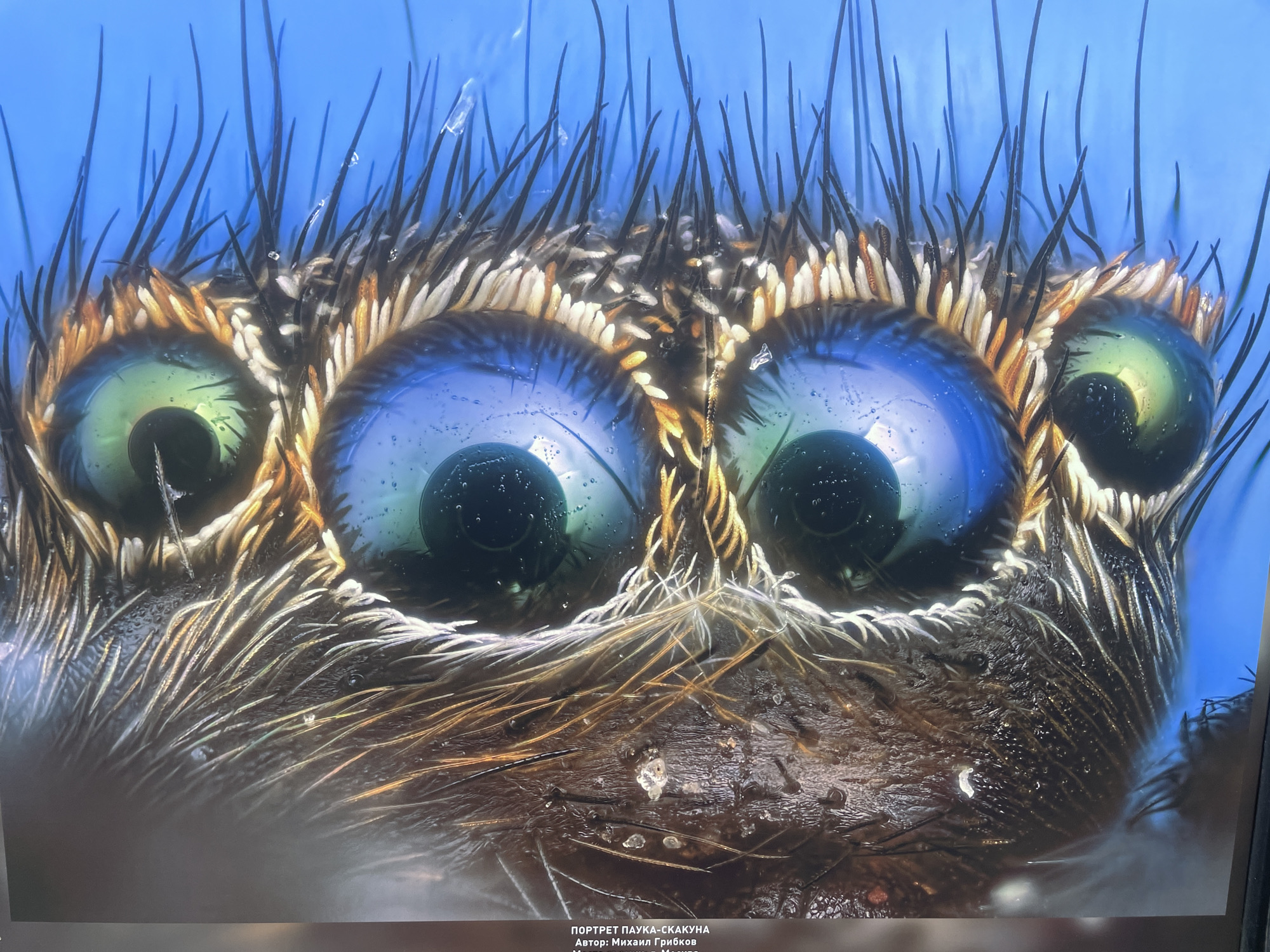 This is a close-up image of the face and eyes of a jumping spider. The spider has eight eyes; two large, central eyes are prominent and appear blue with a black, spherical reflection inside each. The smaller, secondary eyes are positioned on the sides and have a greenish tint. Bristles and hairs surround the eyes, and some extend upwards against a blurred, blue background. The spider's facial area beneath the eyes is brown and textured with hairs and small droplets or shiny particles. The text in the bottom of the image in Cyrillic text states, "PORTRET PAUKA-SKAKUNA," or "PORTRAIT OF A JUMPING SPIDER." The rest of the Cyrillic text in the bottom reads, "Author: Mikhail Gribkov," so this is most likely the author of the image. It's worth noting that jumping spiders are found worldwide, including in various regions of Russia, but the image does not provide specific information about the city of Sochi.
