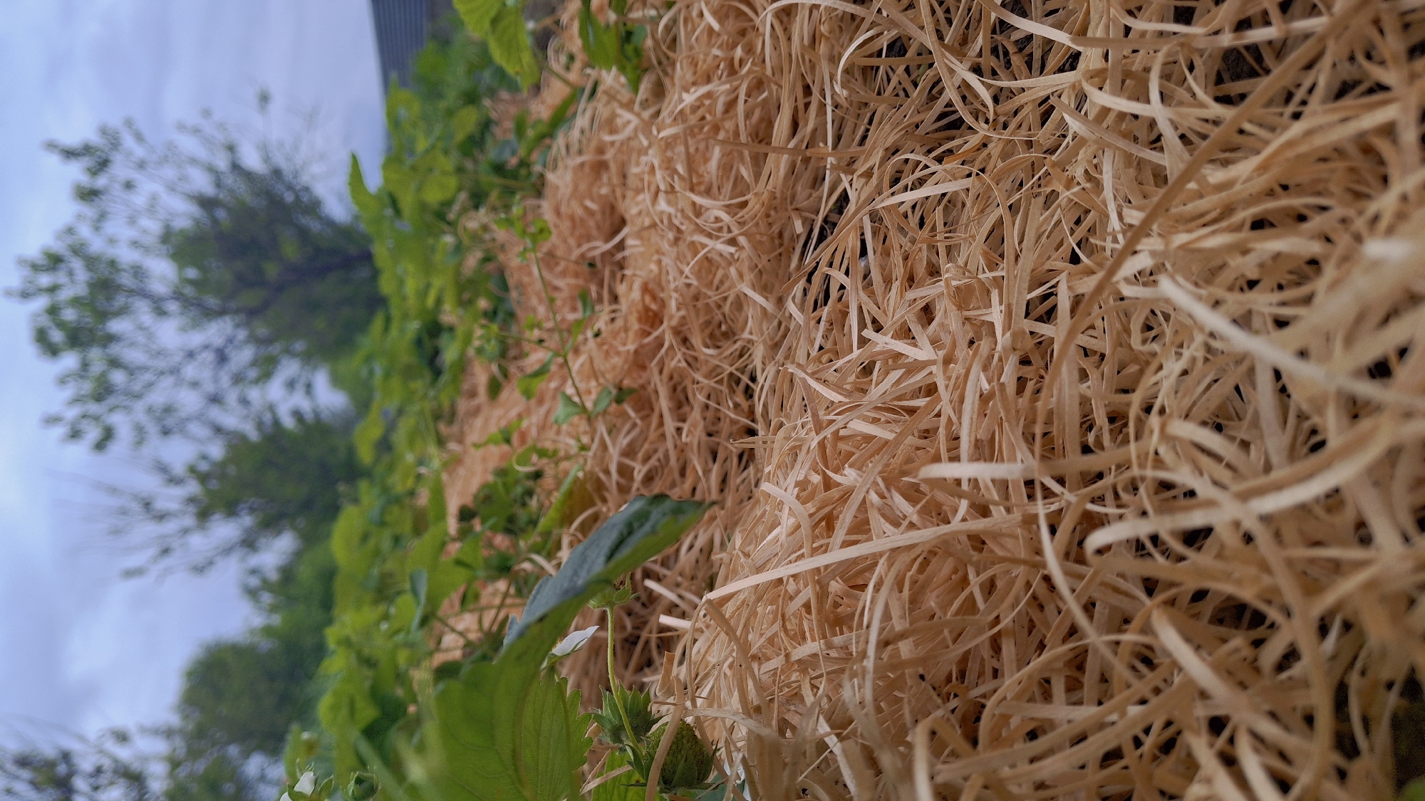 The image shows a garden bed with plants growing and covered with wood shavings. A blurred tree line and overcast sky are visible in the background. The location is not discernible. There are no people visible in the image.