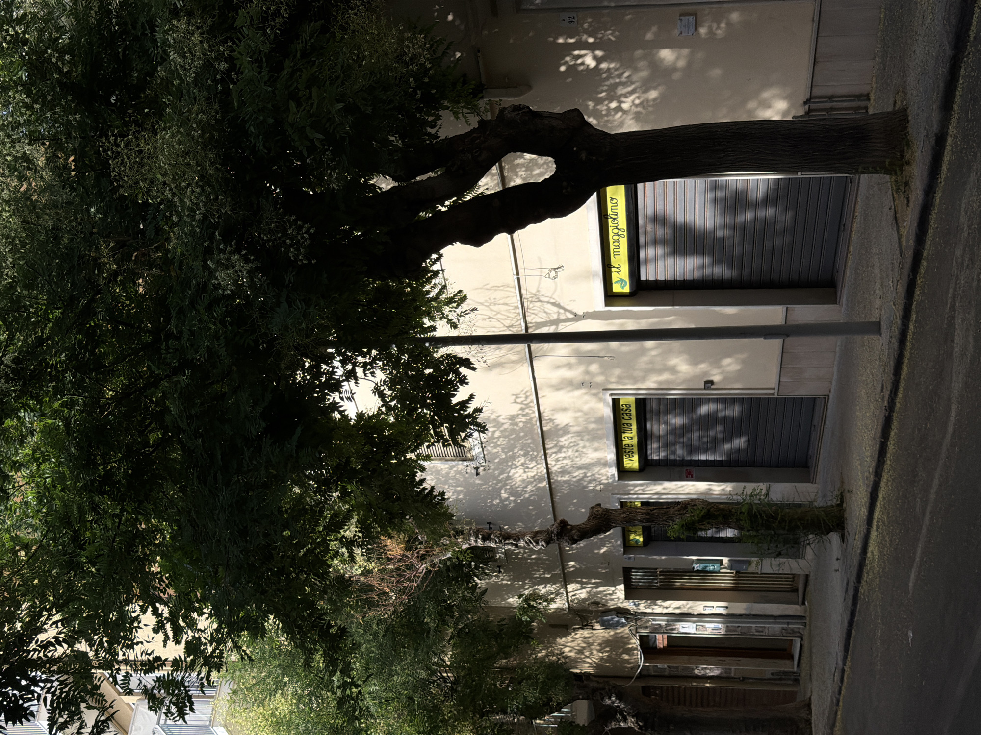 The image depicts a street scene in Alghero, Italy. The foreground is dominated by a dark asphalt road with scattered yellow petals. A concrete sidewalk runs along the side of the road, bordered by a curb. Behind the sidewalk, a light-colored building with shutters is visible. Several trees with dense green foliage cast shadows on the building and the sidewalk. Two shops with rolling metal shutters are situated in the building. One shop has a yellow sign with the text "Veste la tua casa" in black. The other shop has a yellow sign with the text "il maggiolino" in black, above a closed rolling shutter. A light pole stands on the sidewalk in front of the building. The building appears to be two or three stories tall, with balconies visible on the upper floors, partially obscured by trees. The overall impression is of a quiet, sunny street with commercial establishments.