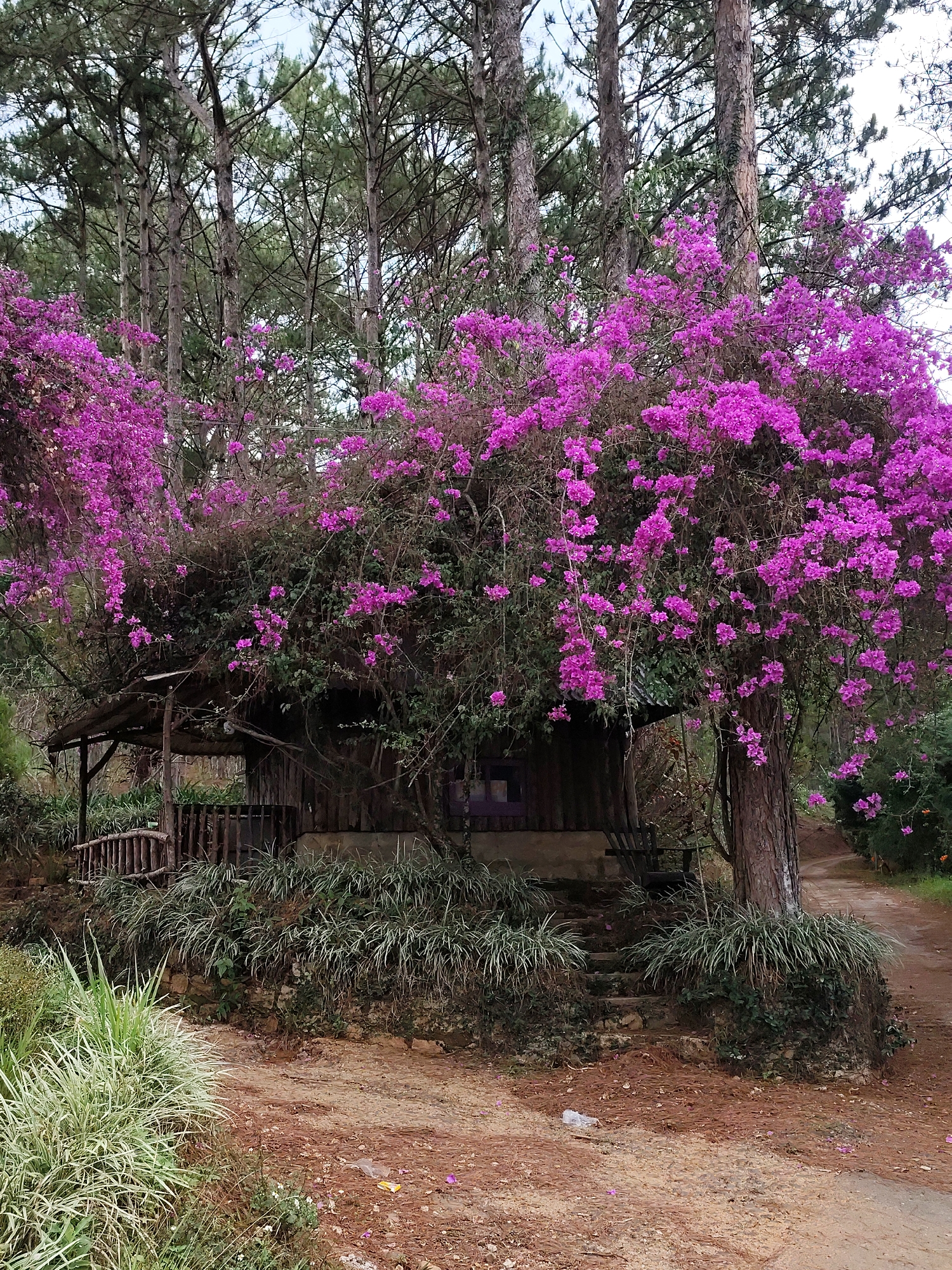 A small, rustic wooden house is partially obscured by a large bougainvillea bush with vibrant purple flowers in Da Lat, Vietnam. The house has a covered porch with a wooden railing. The trees are tall and thin. The ground is covered with brown pine needles. There is a path leading past the house. Green foliage and grass surround the base of the house and along the path. The sky is overcast.