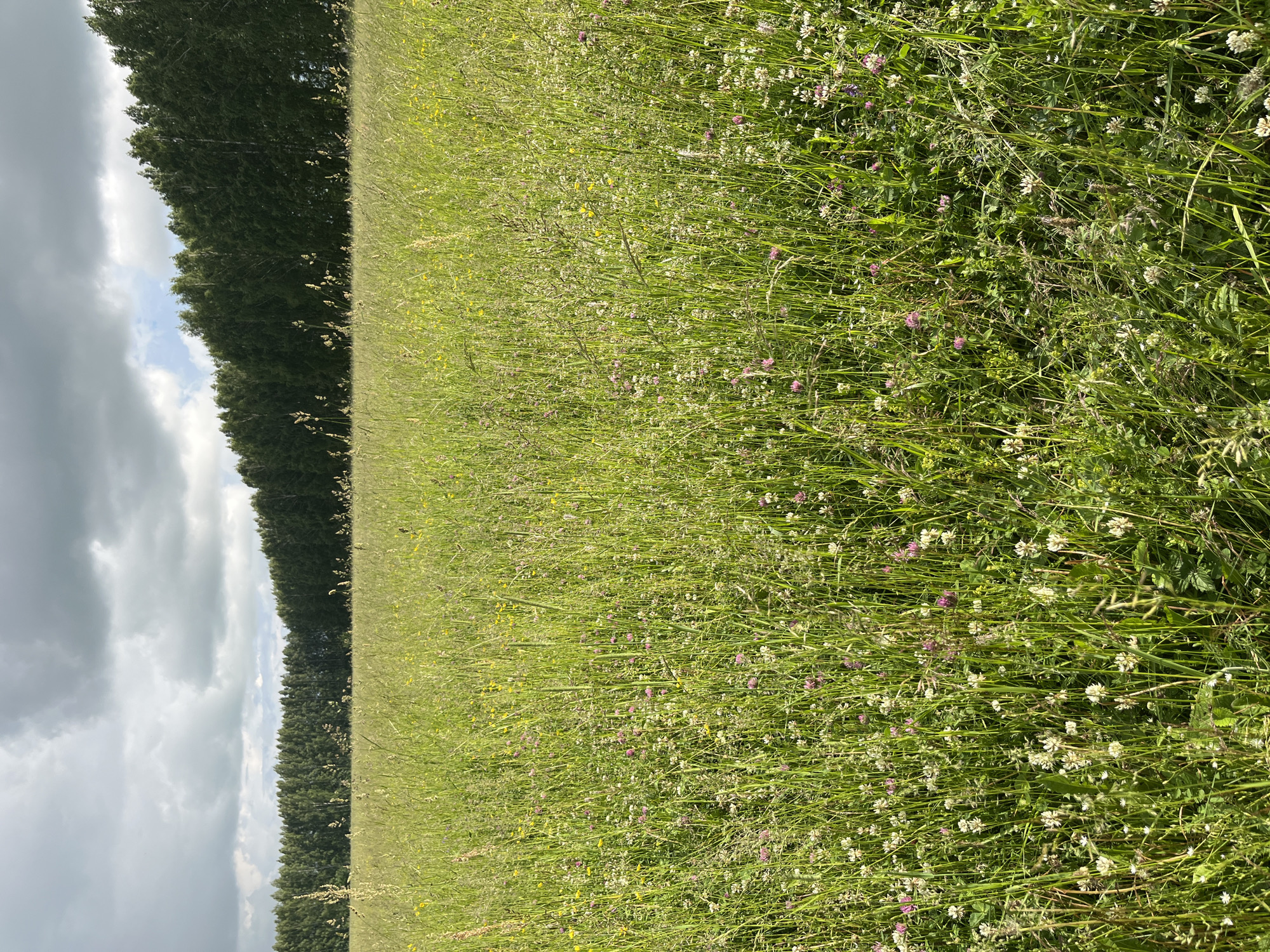 The image depicts a wide, sunlit meadow filled with tall green grass and a variety of wildflowers, including small white and pink clover blossoms. The meadow stretches towards a dense line of trees, likely birches given their pale bark, forming a distinct forest edge. Above the treeline, a dramatic sky with large, dark grey clouds is visible, interspersed with patches of brighter sky. The lighting suggests it is daytime, possibly late afternoon. The scene is located in Большой Гондыр, Russia, and is a natural, rural landscape with no signs of human activity or structures.