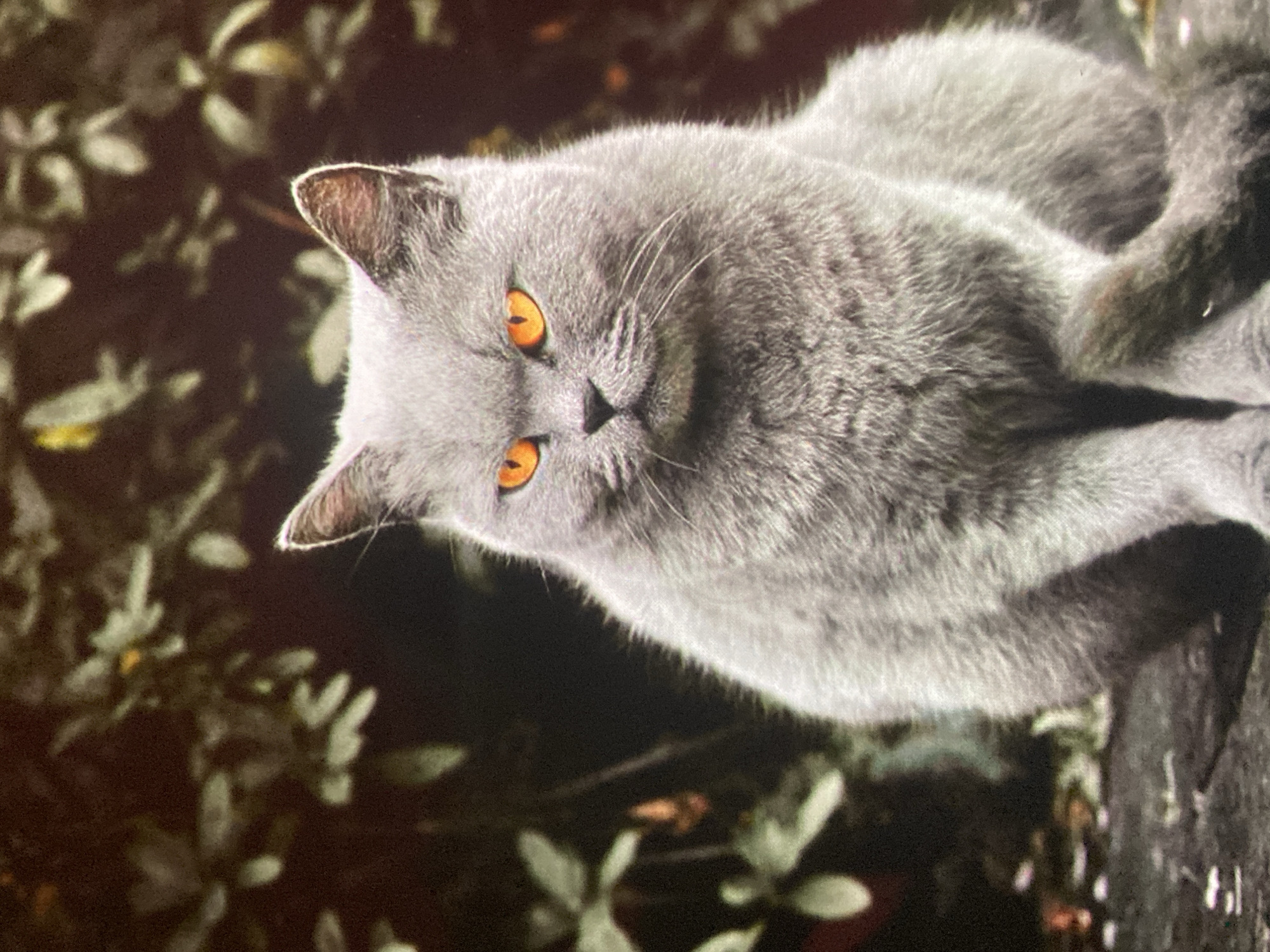 A medium shot shows a grey cat sitting outdoors. The cat is facing the viewer and has bright orange eyes. The cat's fur is thick and soft. The background is out of focus and appears to be a garden with dark green foliage. The image is well-lit, and the colors are vibrant. There is no information about the location of Ustyvytsia, Ukraine.
