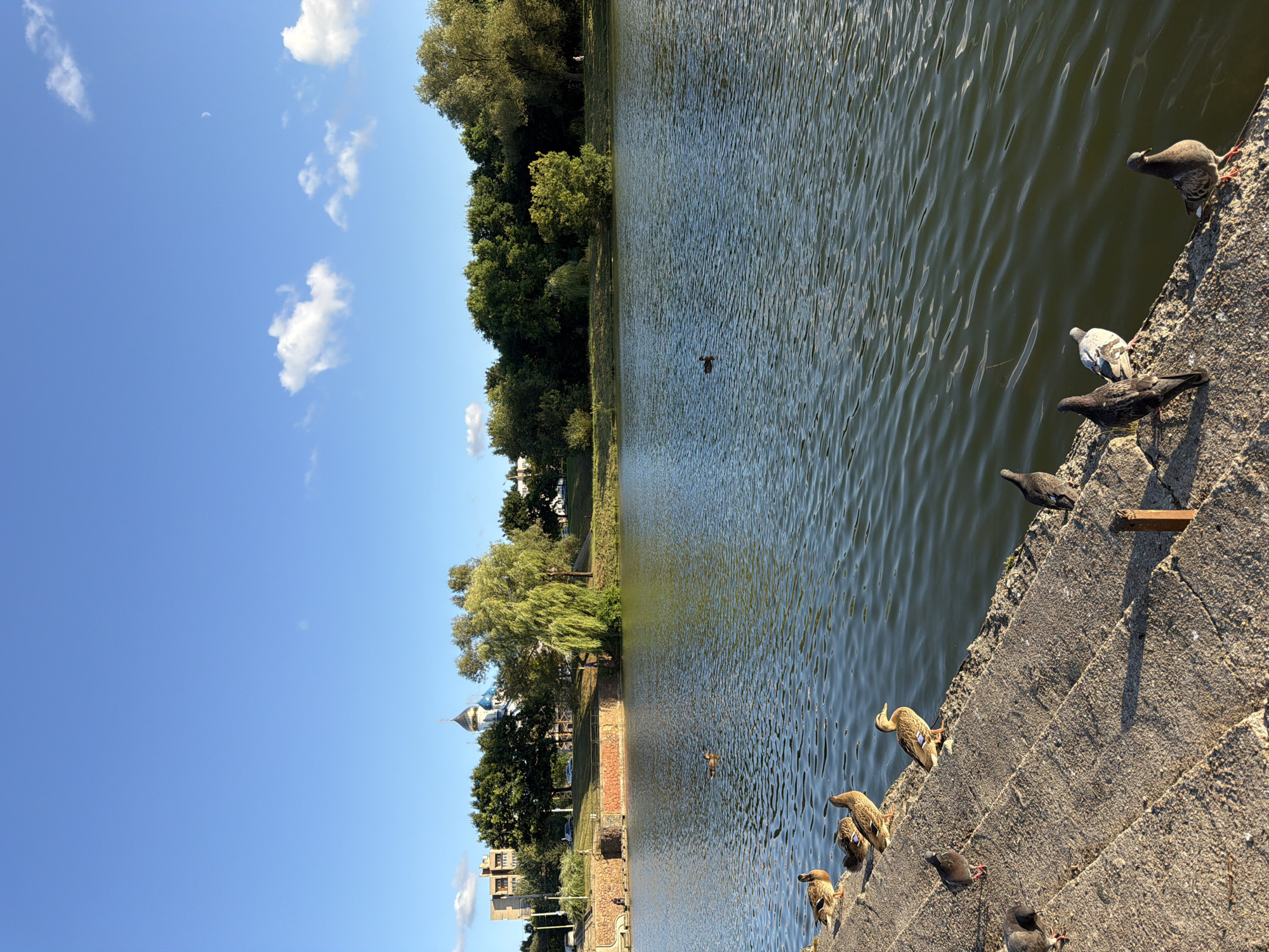 In this image, several ducks and pigeons are gathered on the stone steps leading down to a calm body of water. The ducks are primarily on the upper steps, while the pigeons are closer to the water's edge. A single duck is visible swimming in the lake. In the background, lush green trees line the opposite bank, and a distinctive blue-domed church with golden accents is visible amongst them. Further in the distance, apartment buildings can be seen. The sky is a clear blue with a few scattered white clouds, and the sun is casting long shadows, indicating it is likely late afternoon or early evening. This scene is consistent with the area around the Minsk Sea, a reservoir located northwest of the city of Minsk, Belarus, known for its recreational activities and natural beauty.