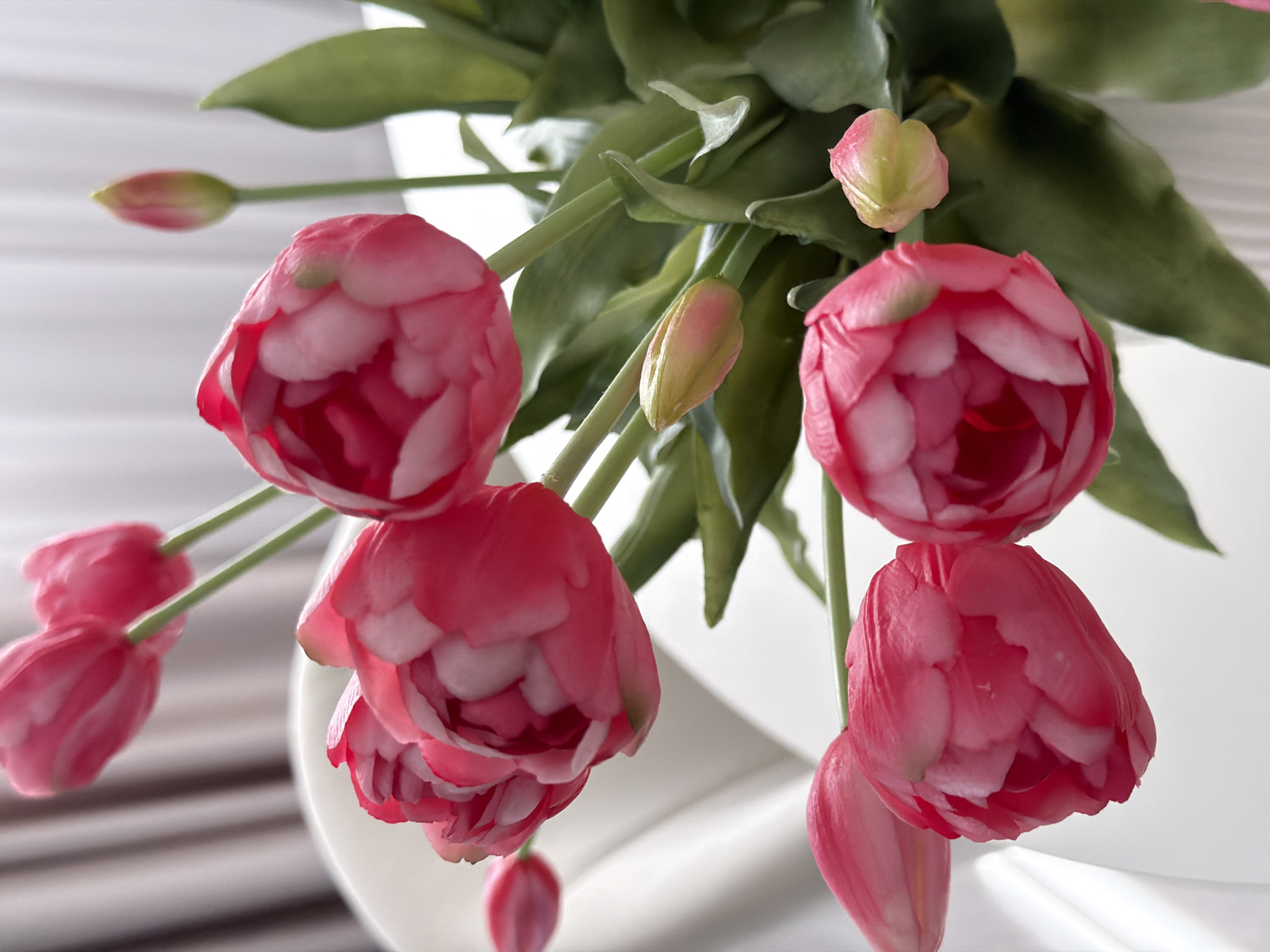 A close-up, high-angle shot captures a vibrant bouquet of pink, double-petaled flowers, resembling tulips or peonies, nestled amongst green leaves and stems. The flowers are in various stages of bloom, with several fully open, showcasing their numerous, ruffled petals in shades of bright pink with lighter, almost white, edges. Some smaller, tightly closed buds, tinged with green and pink, are also visible, adding to the sense of growth and freshness.
The arrangement appears to be in an indoor setting, with a soft, diffused light illuminating the scene. The background is predominantly light-toned and out of focus, featuring subtle horizontal lines that might suggest blinds or a textured wall, alongside a smooth, curved white surface, possibly a vase or a decorative element. The flowers are arranged vertically, with some blooms hanging downwards, creating a dynamic and lush composition. The green stems and leaves provide a natural contrast to the vivid pink of the blossoms. There is no visible text or specific time of day indicated, but the bright lighting suggests daytime. The overall impression is one of natural beauty and freshness.