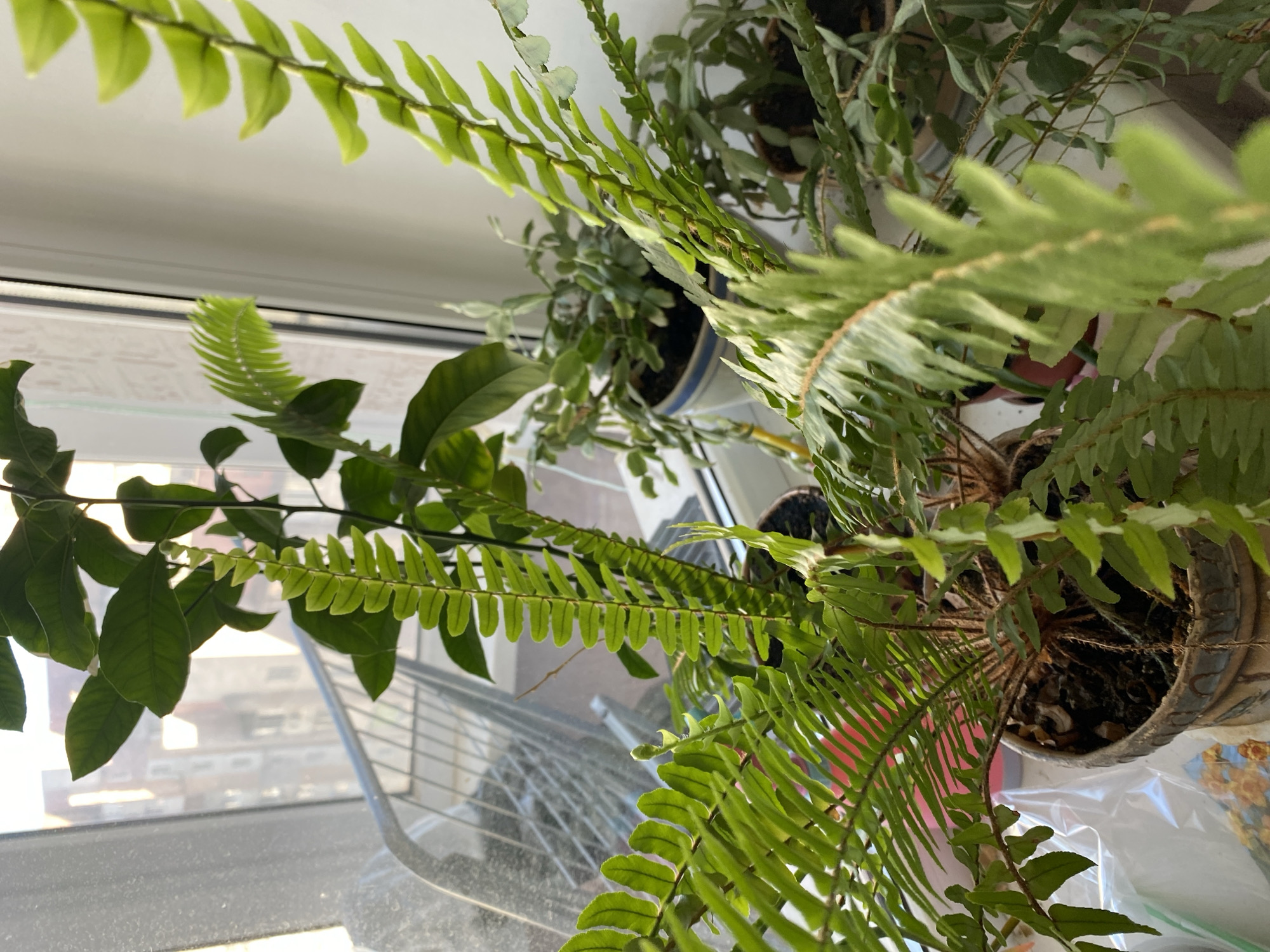 The image shows a close-up view of several indoor potted plants situated on a windowsill. The plants include ferns with fronds of varying sizes and densities, and a plant with broader green leaves in the background. Sunlight streams in from the left, illuminating the foliage and casting a warm glow. Through the window, a blurred urban landscape is visible, with buildings and a metal railing. The focus is on the lush greenery of the plants, with the pots and surrounding environment appearing somewhat out of focus. The overall impression is one of a domestic indoor setting with natural light.
