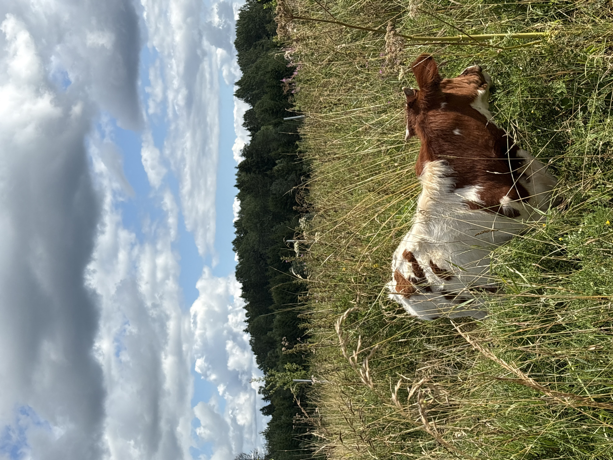 The image depicts a brown and white cow standing in a field of tall grass and wildflowers under a cloudy sky. The cow is partially obscured by the vegetation, with its head and upper body visible. In the background, a dense forest borders the field, and a line of trees stretches across the horizon. The sky is filled with dramatic cumulus clouds. The scene appears to be a natural, rural landscape.