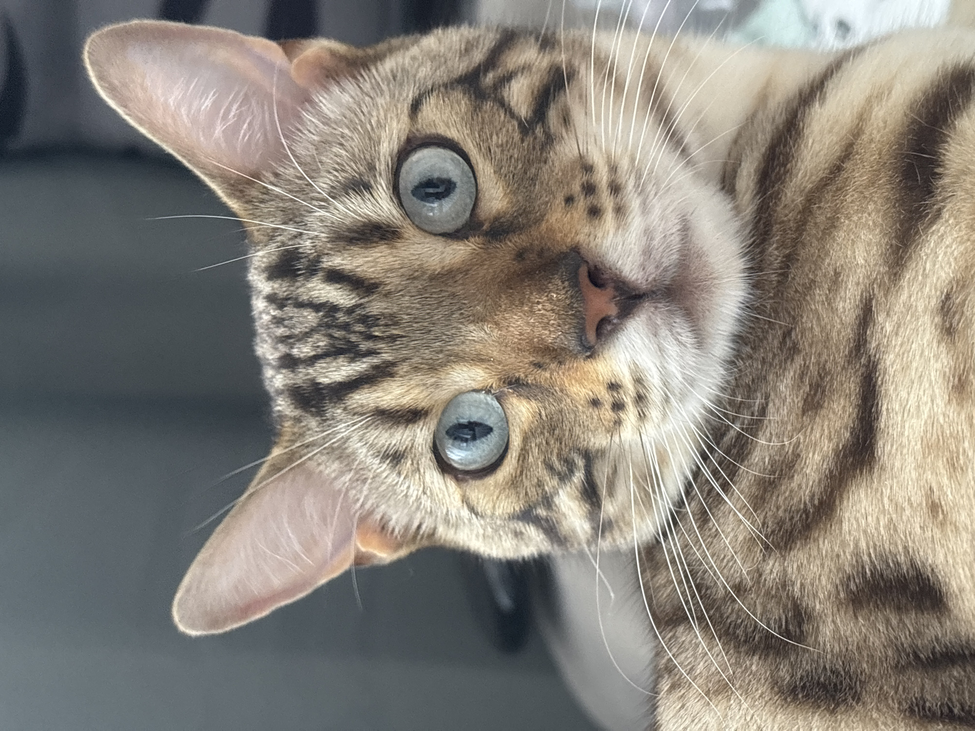 A close-up shot shows the face of a Bengal cat with striking blue eyes and distinctive spotted markings. The cat's ears are perked, and its gaze is directed forward. The background is softly blurred, suggesting an indoor setting. The image does not provide any information about the city of Noviy, Russia.