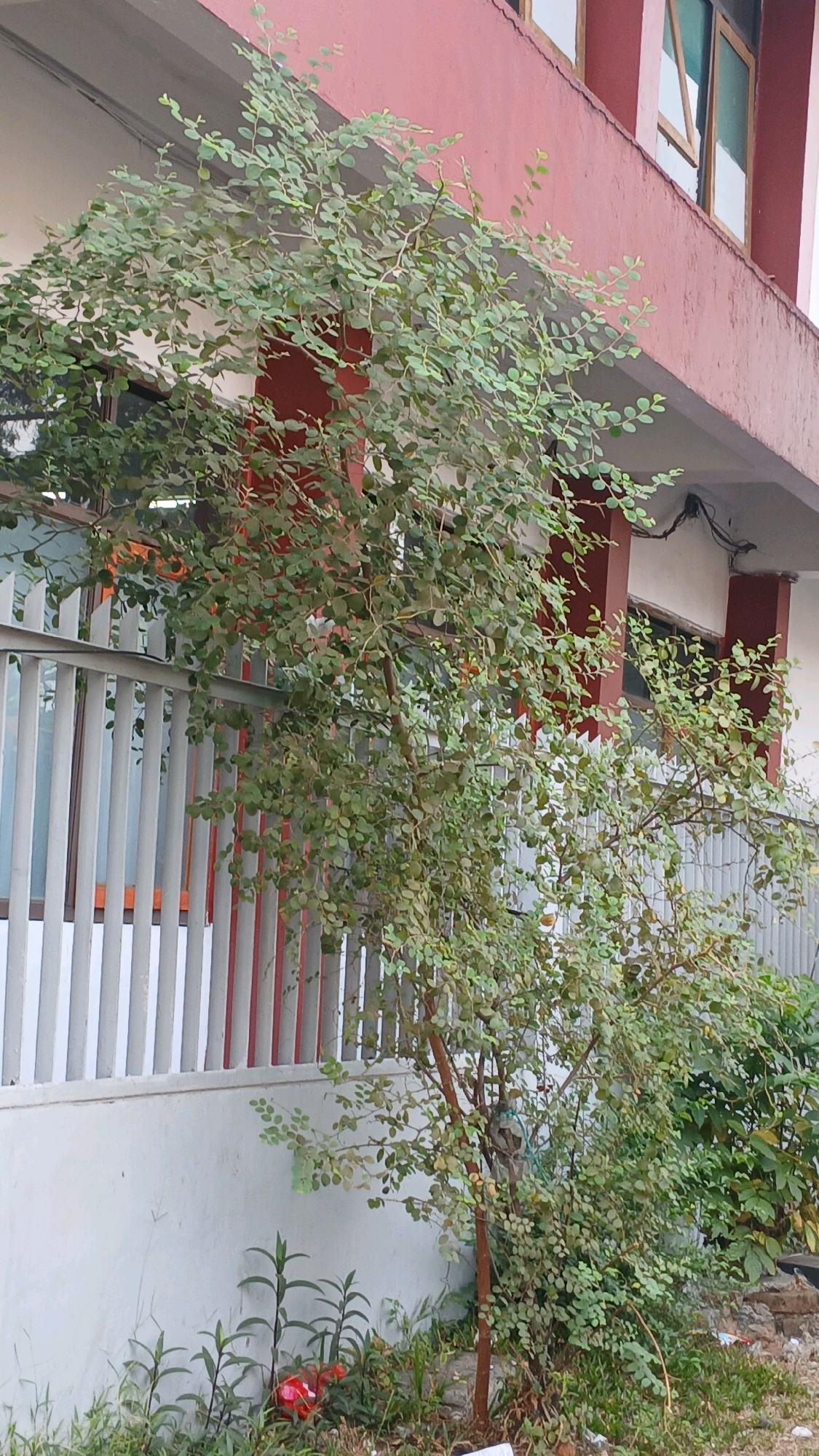 This image depicts a building with a red facade and white trim, featuring a series of windows. In front of the building, a tree with many small green leaves is growing. A white metal fence with vertical bars runs along the base of the building, behind the tree. The ground in front of the fence is covered with grass and some debris, including a red plastic object. The scene appears to be outdoors, possibly in a public area or a yard. The architecture suggests an urban setting. While the image does not provide direct clues about its specific location within Bandung City, Indonesia, the style of the building and the surrounding vegetation are consistent with environments found in such cities. No people are visible in the image.