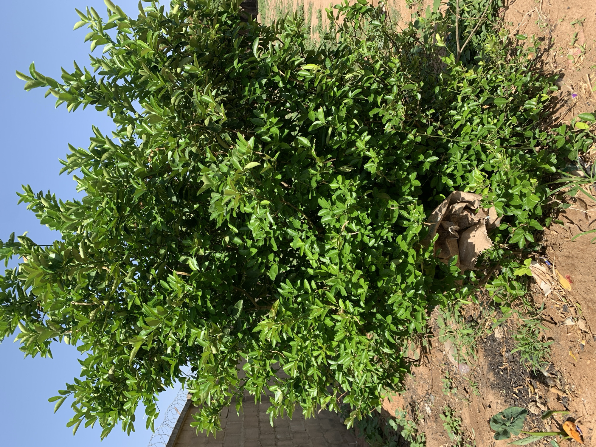 A medium-sized, leafy green tree or shrub dominates the center of the image. The tree is located in Rafin Par, Nigeria, based on its presence in that city. The ground is a mix of dry dirt and sparse vegetation. There is some trash and debris around the base of the tree. A low brick wall with barbed wire on top is visible in the lower left corner. The sky is a clear, light blue. A tilled field is in the background.